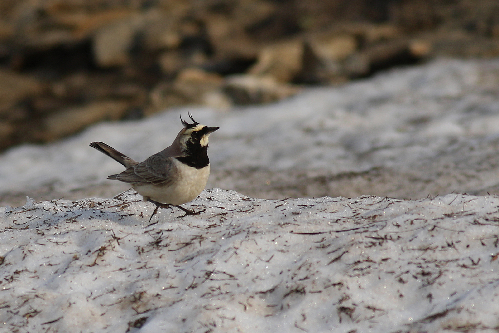 Horned Lark
