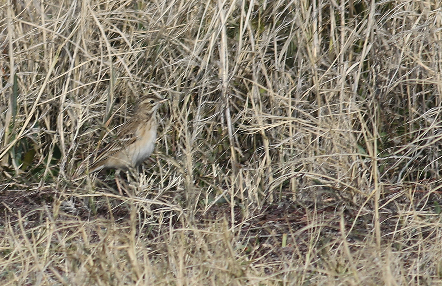 Blyth's Pipit