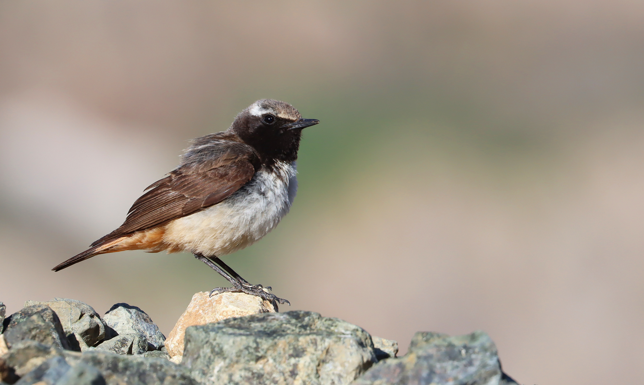 Kurdish Wheatear