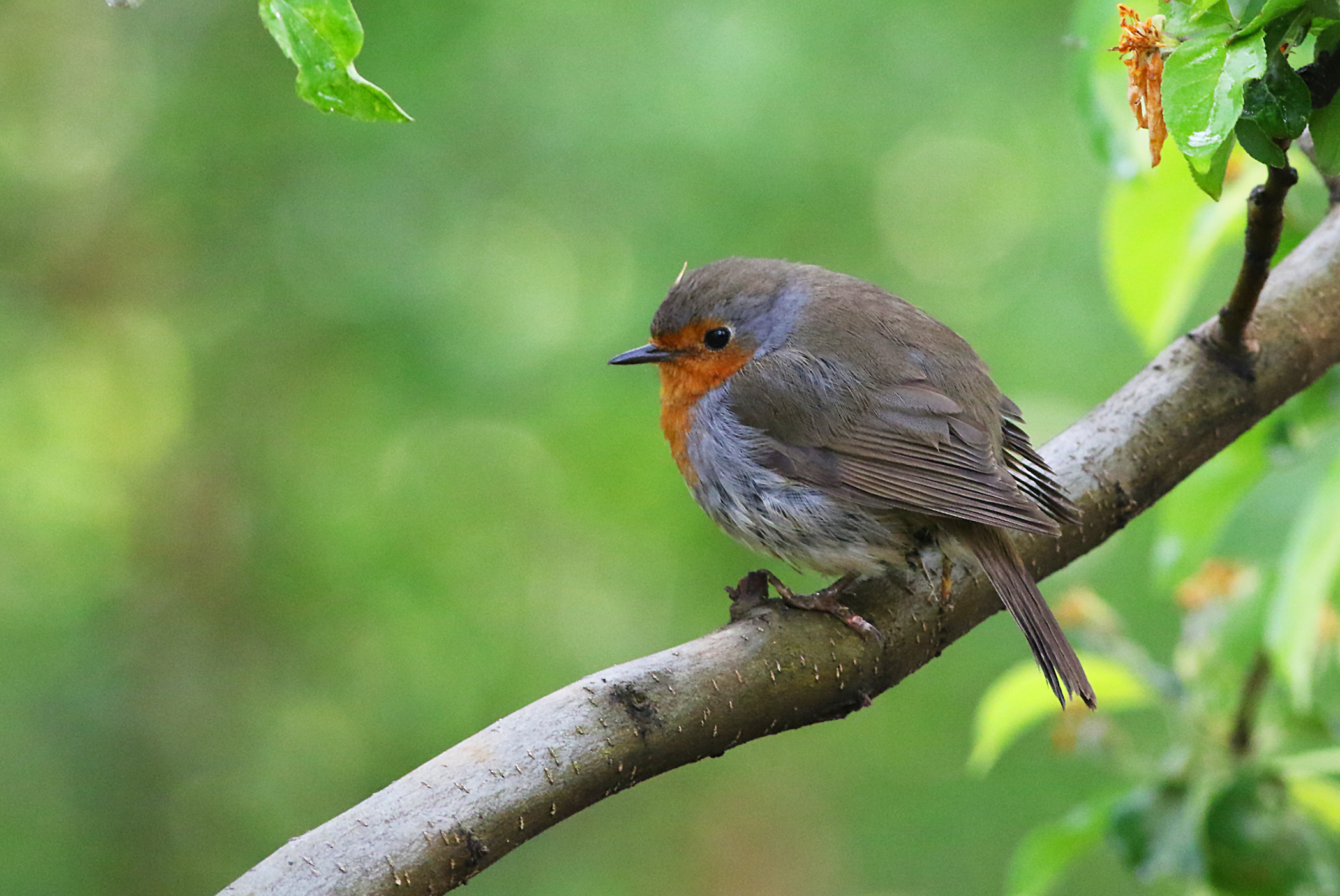 European Robin