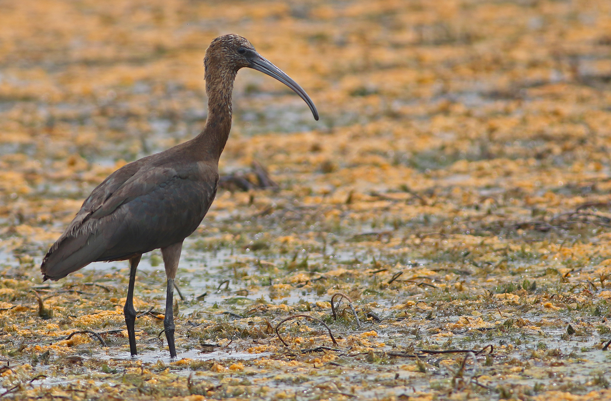 Glossy Ibis