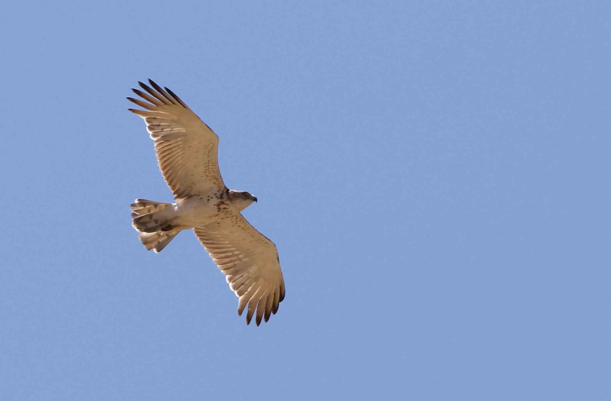 Short-toed Snake-Eagle
