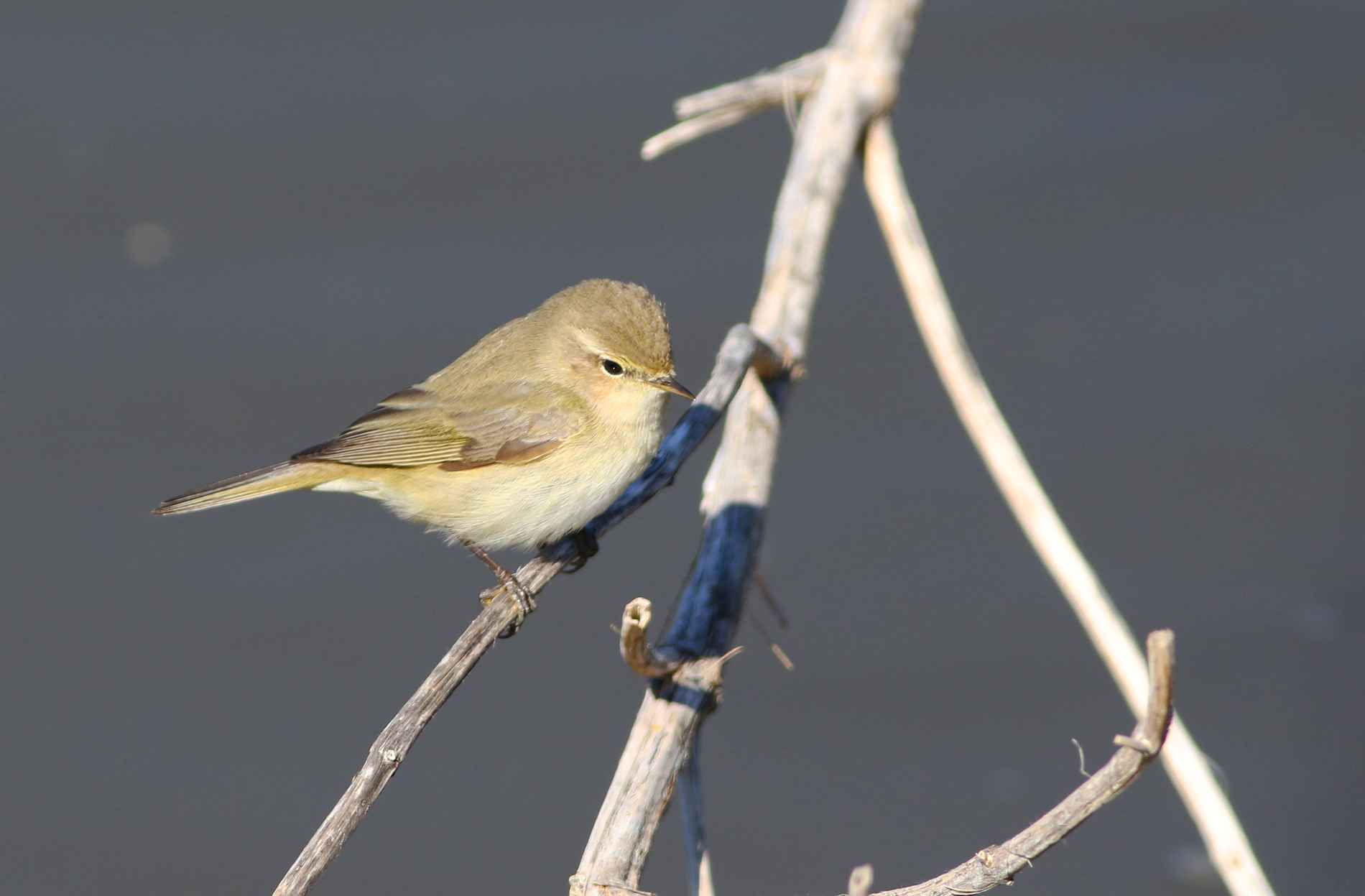 Common Chiffchaff