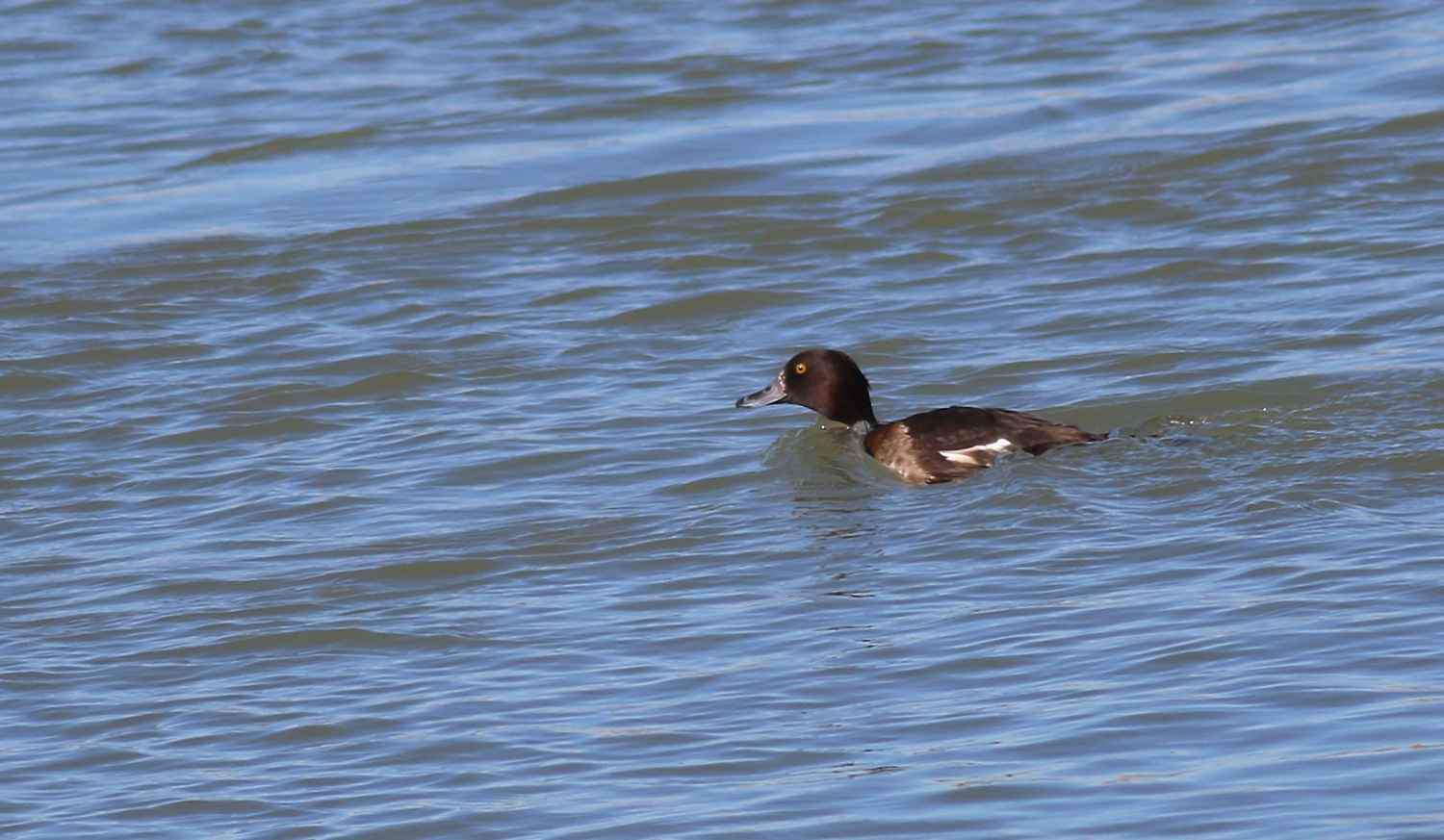 Greater Scaup