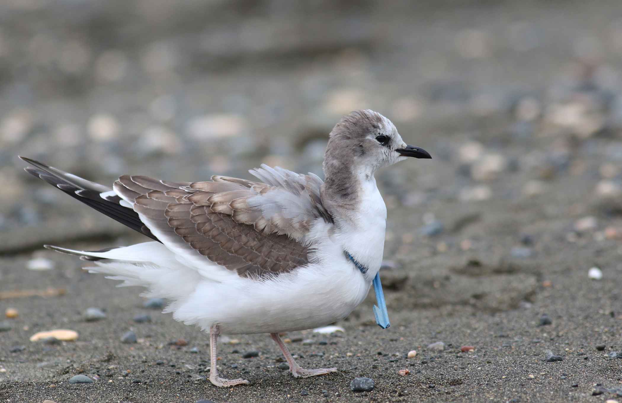 Sabine's Gull