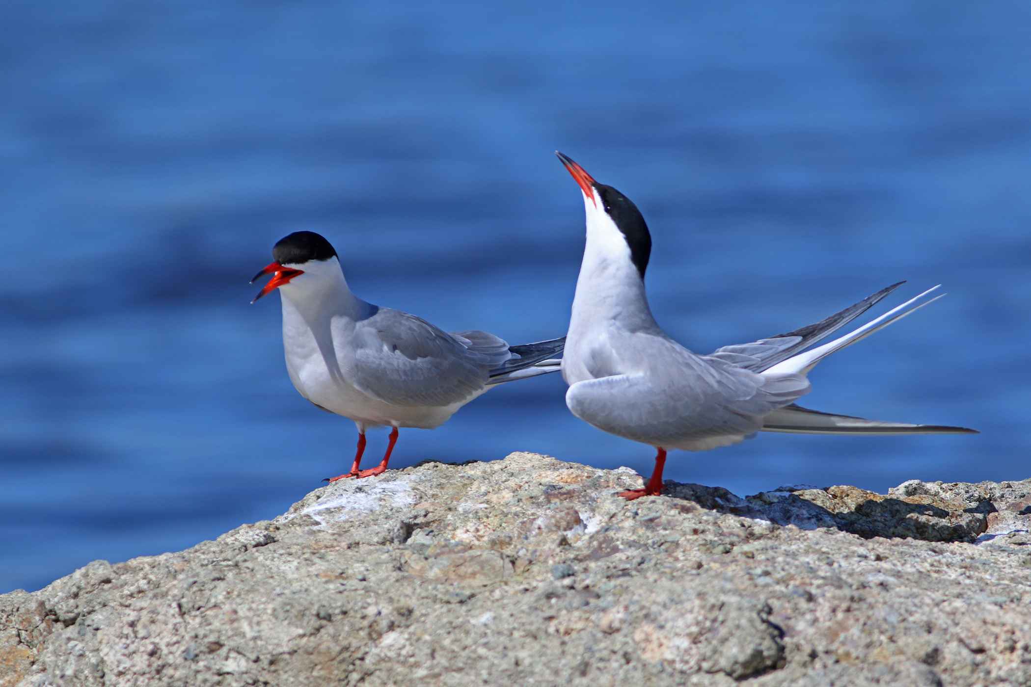 Common Tern