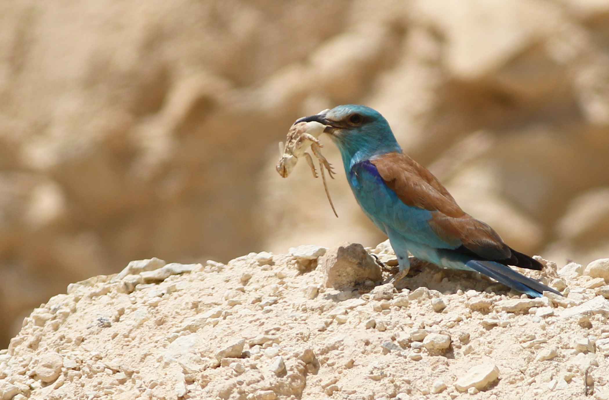 European Roller