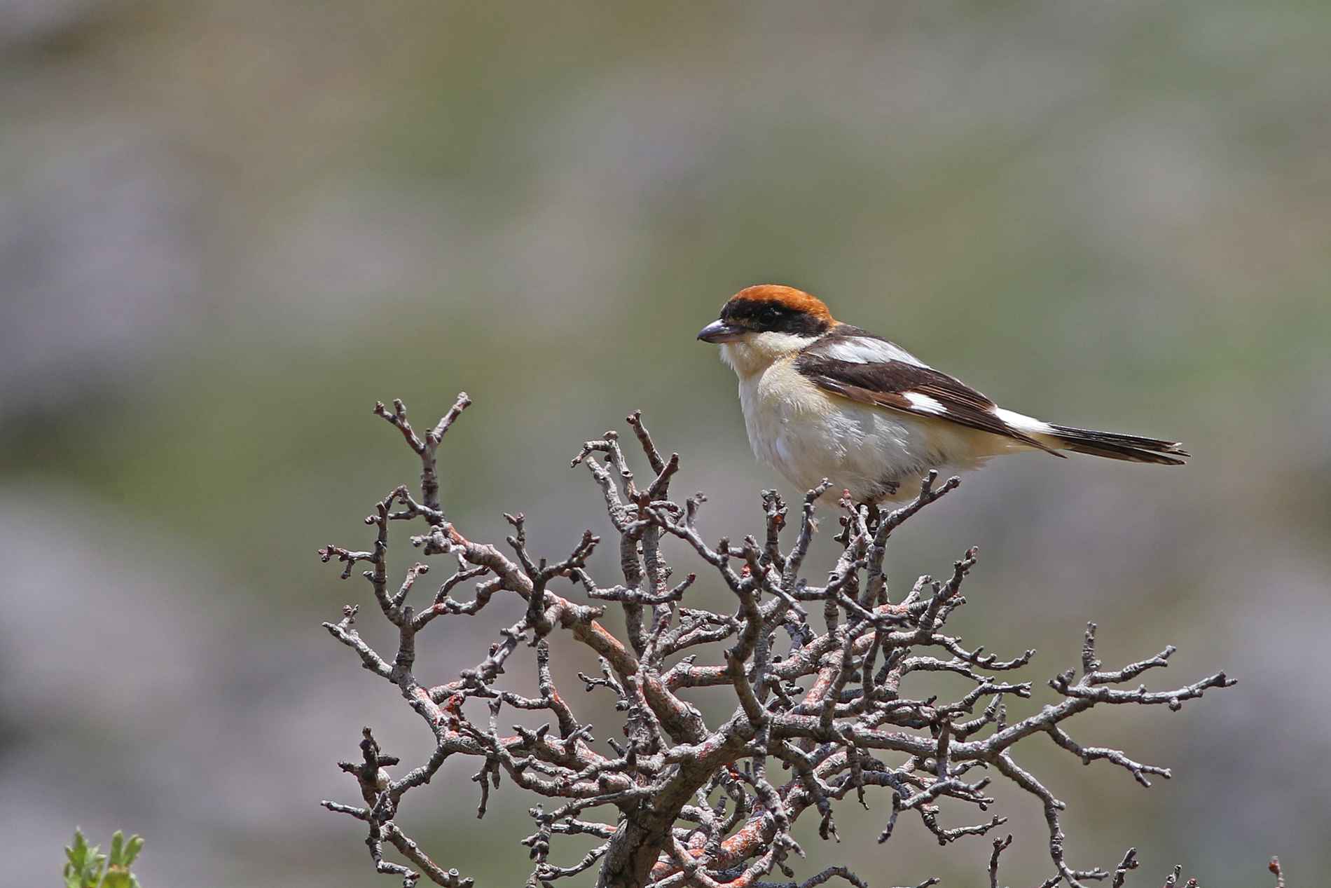 Woodchat Shrike