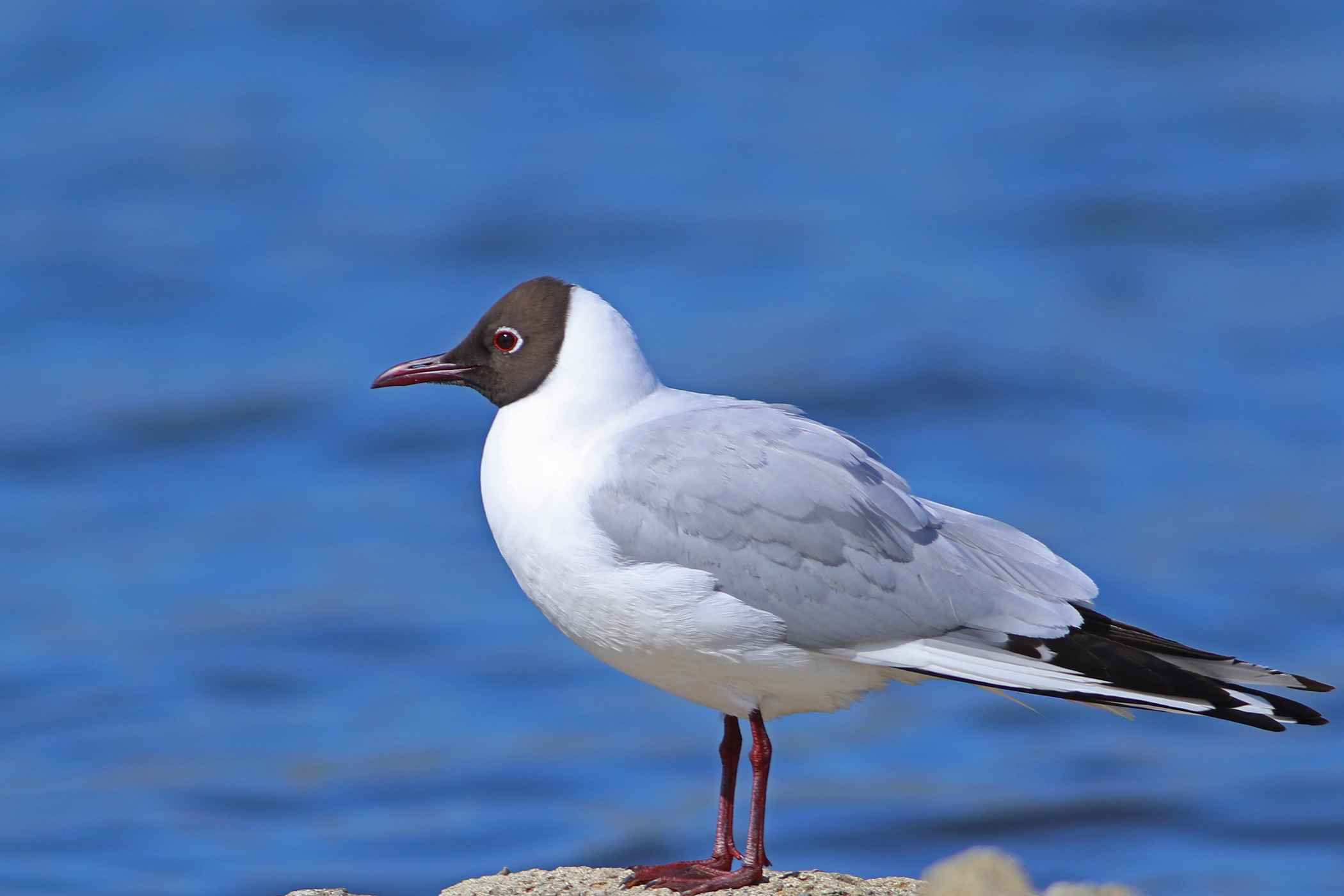 Black-headed Gull