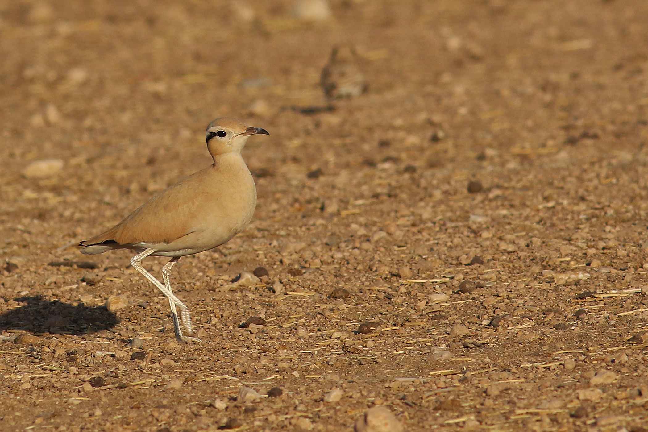 Cream-colored Courser