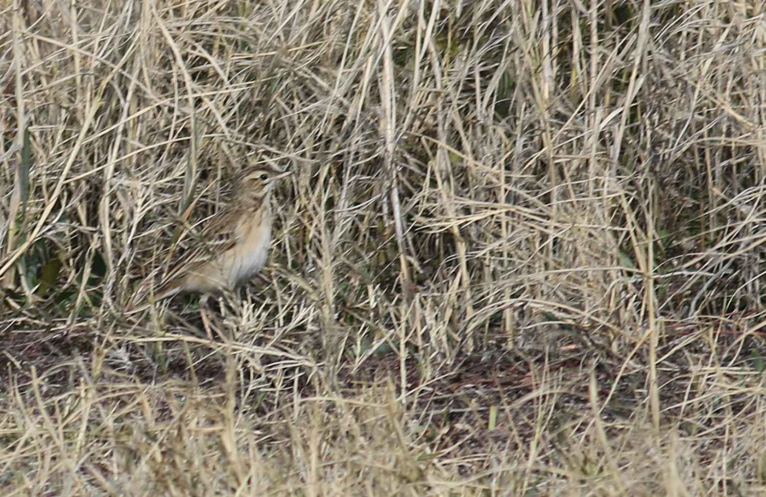 Blyth's Pipit