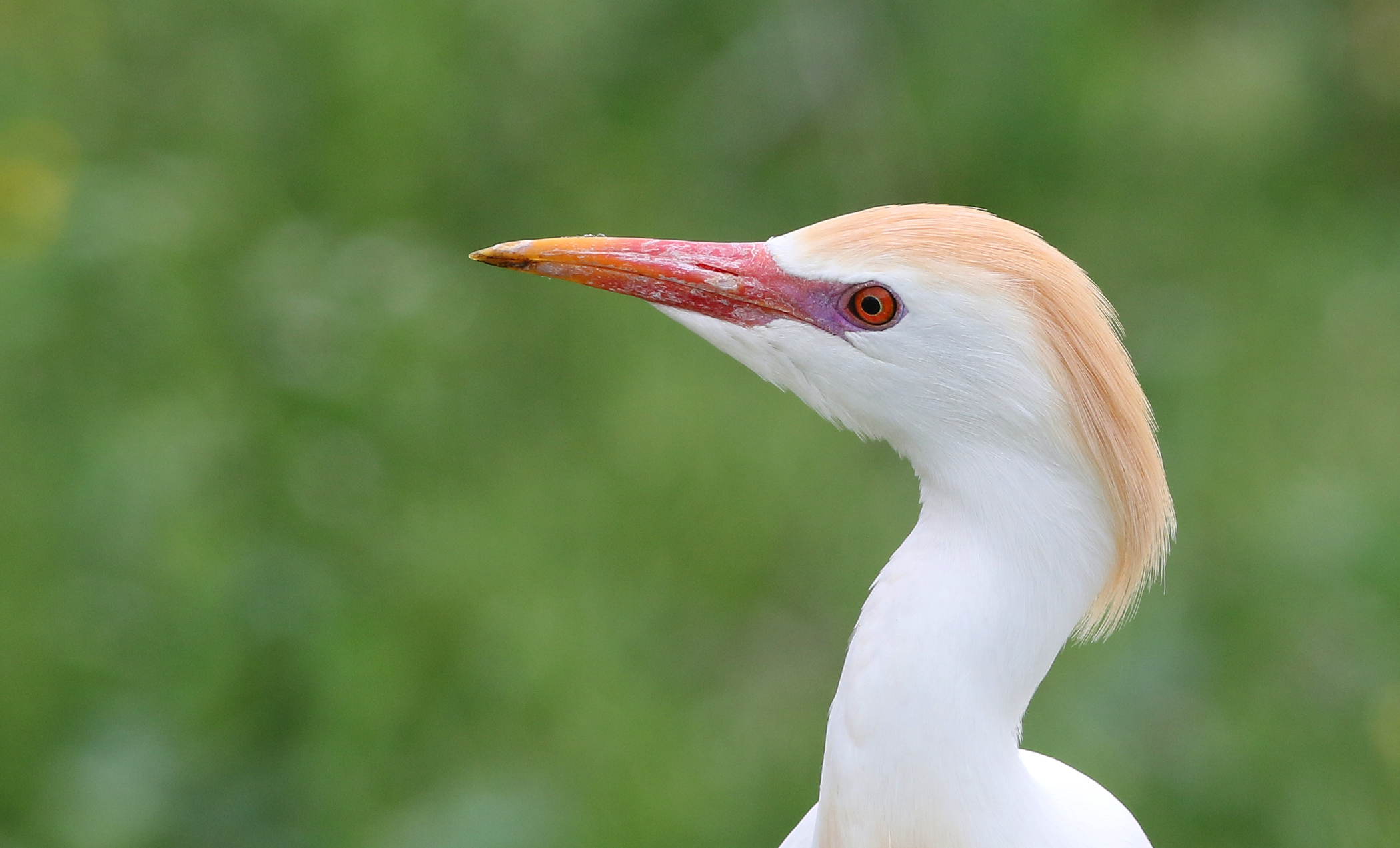 Cattle Egret