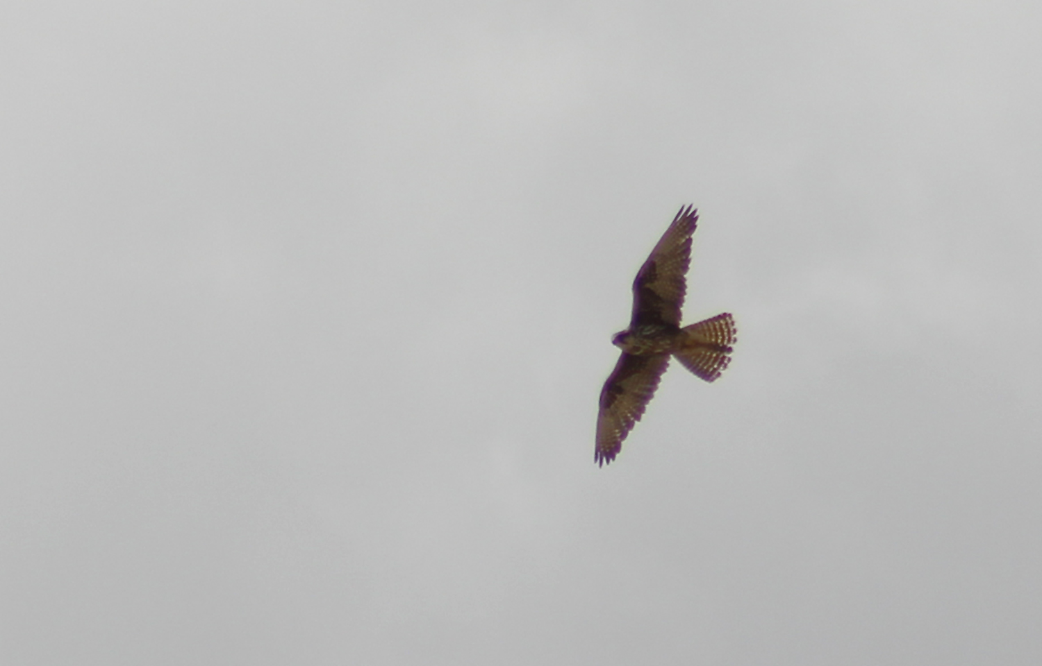 Lanner Falcon