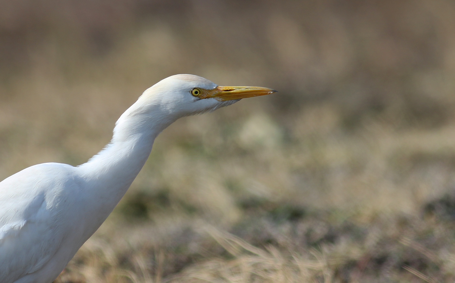 Cattle Egret