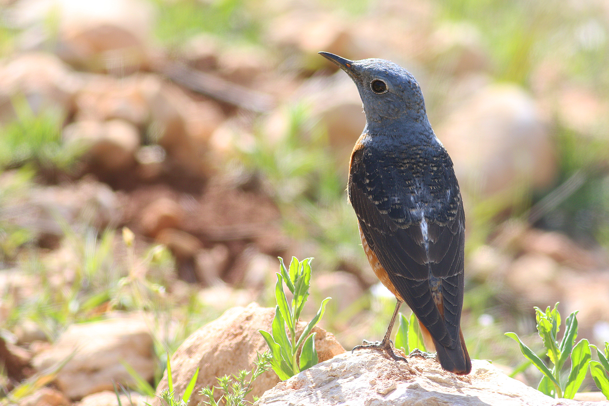 Rufous-tailed Rock-Thrush
