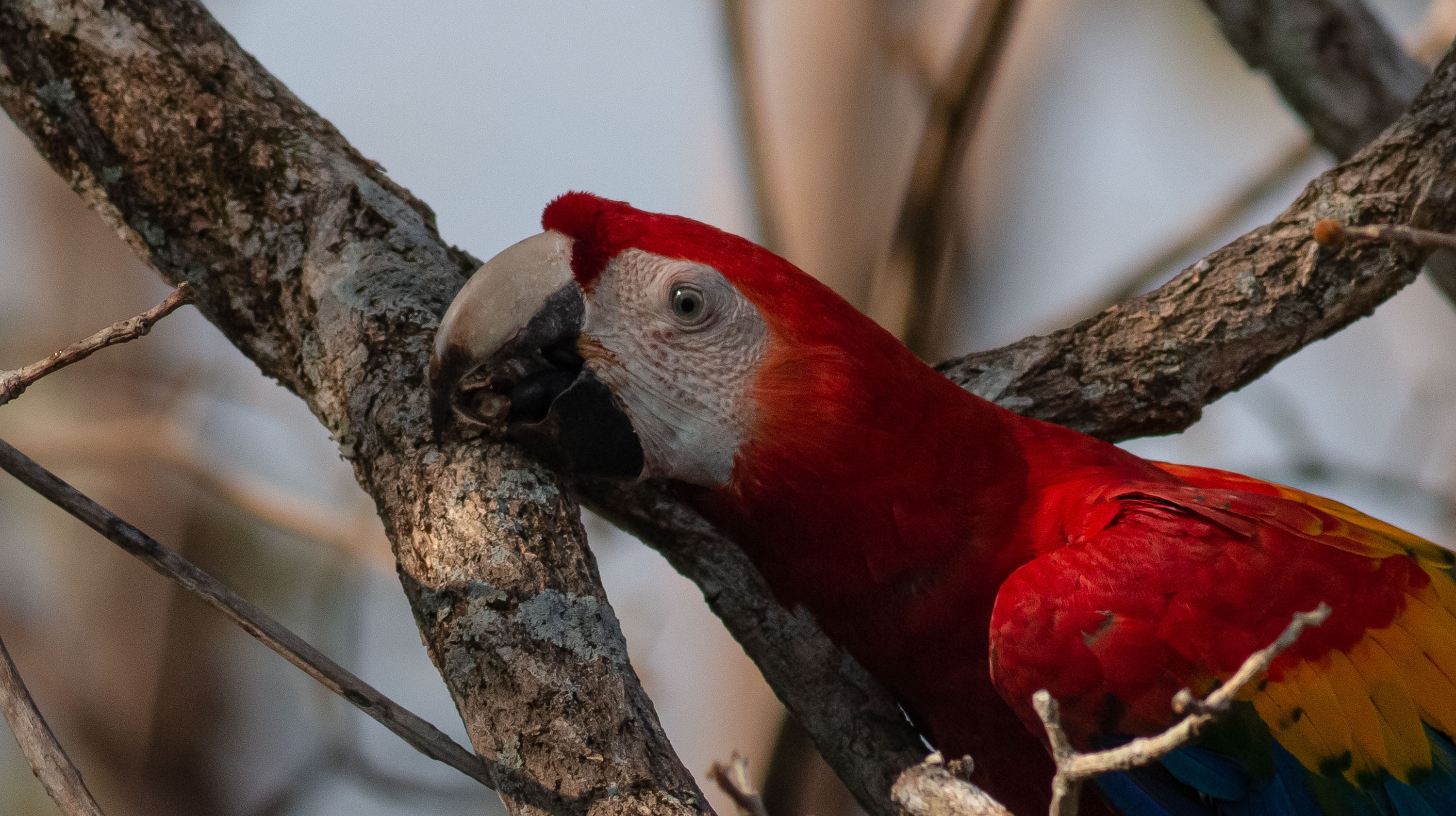 Scarlet Macaw