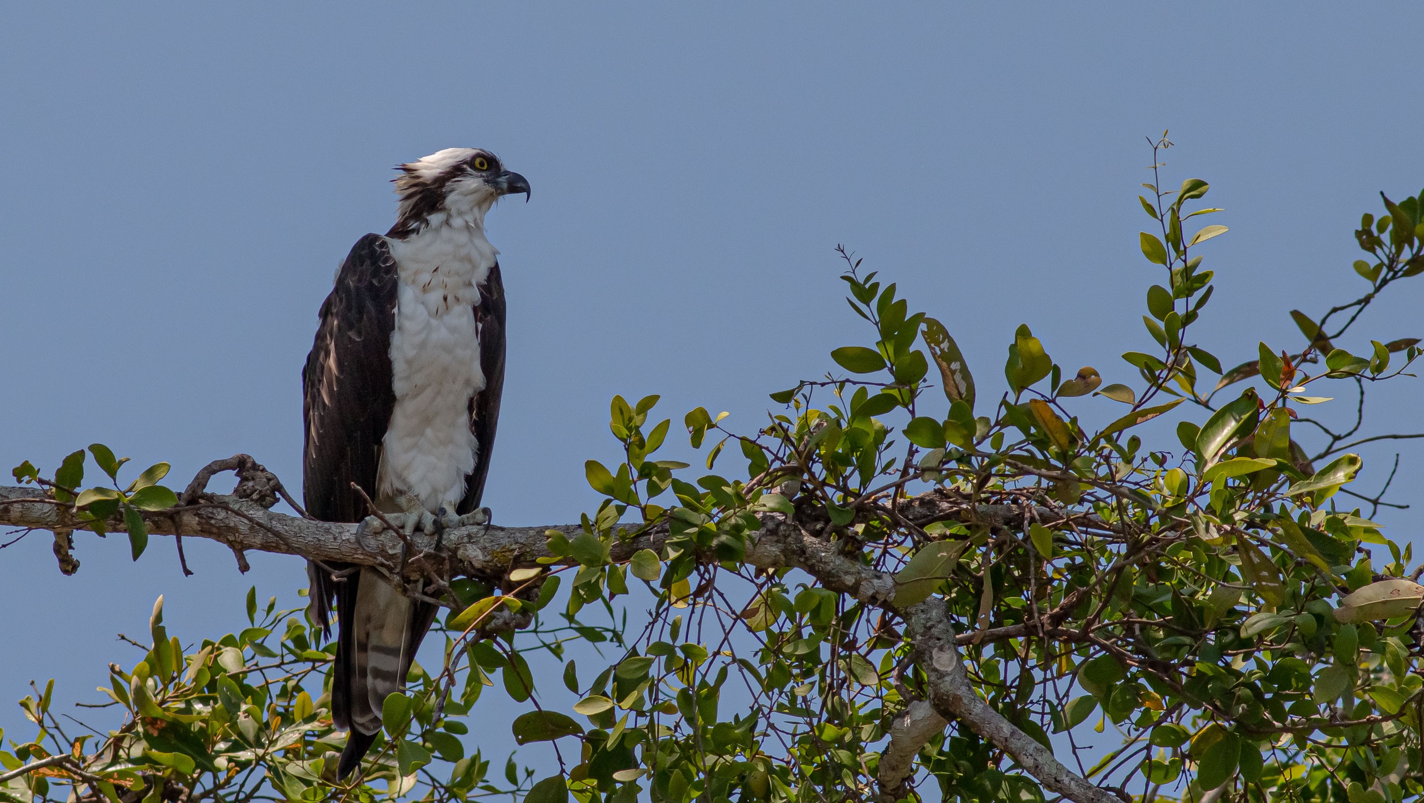 Osprey