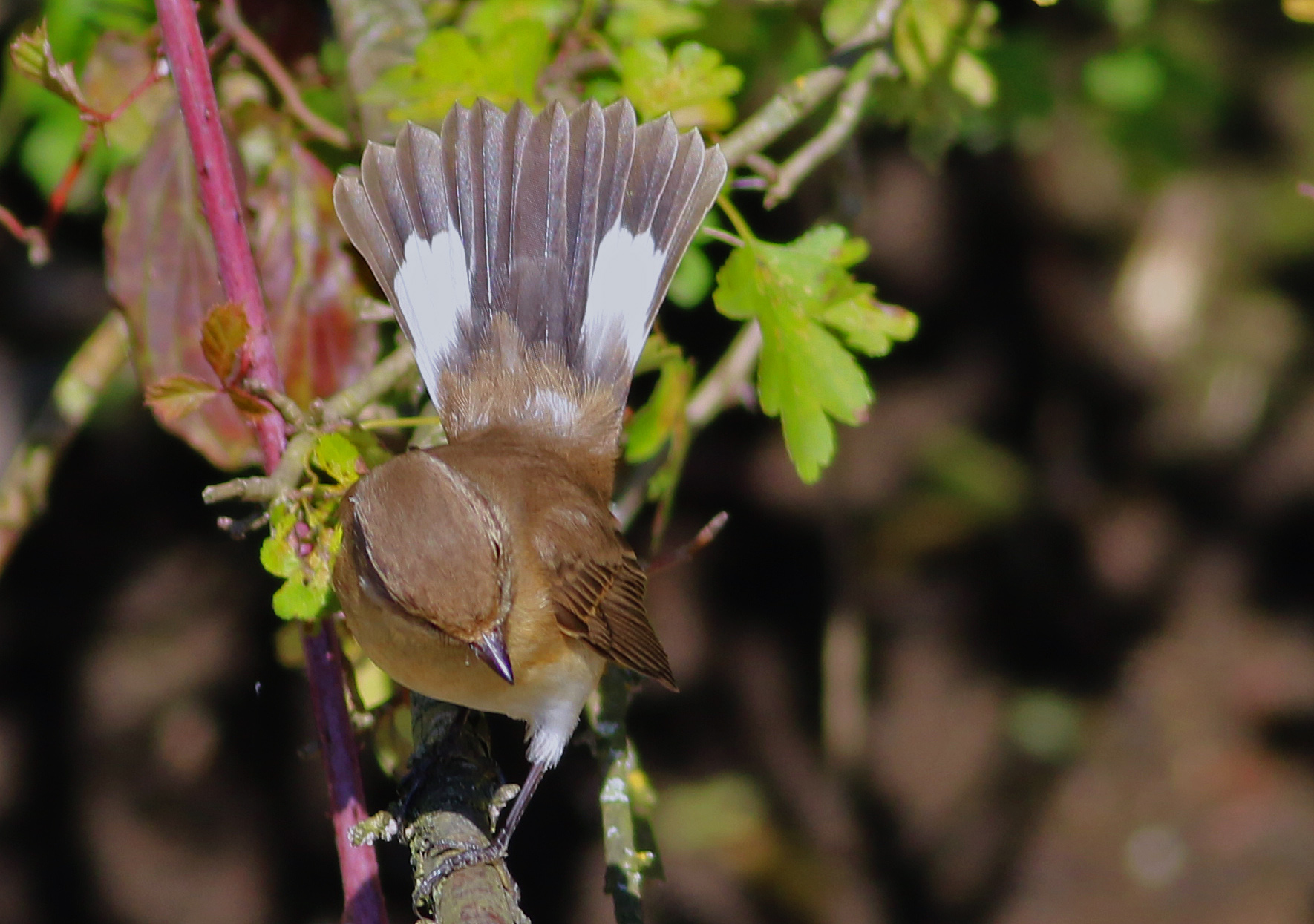 Red-breasted Flycatcher — Ana fotoğraf