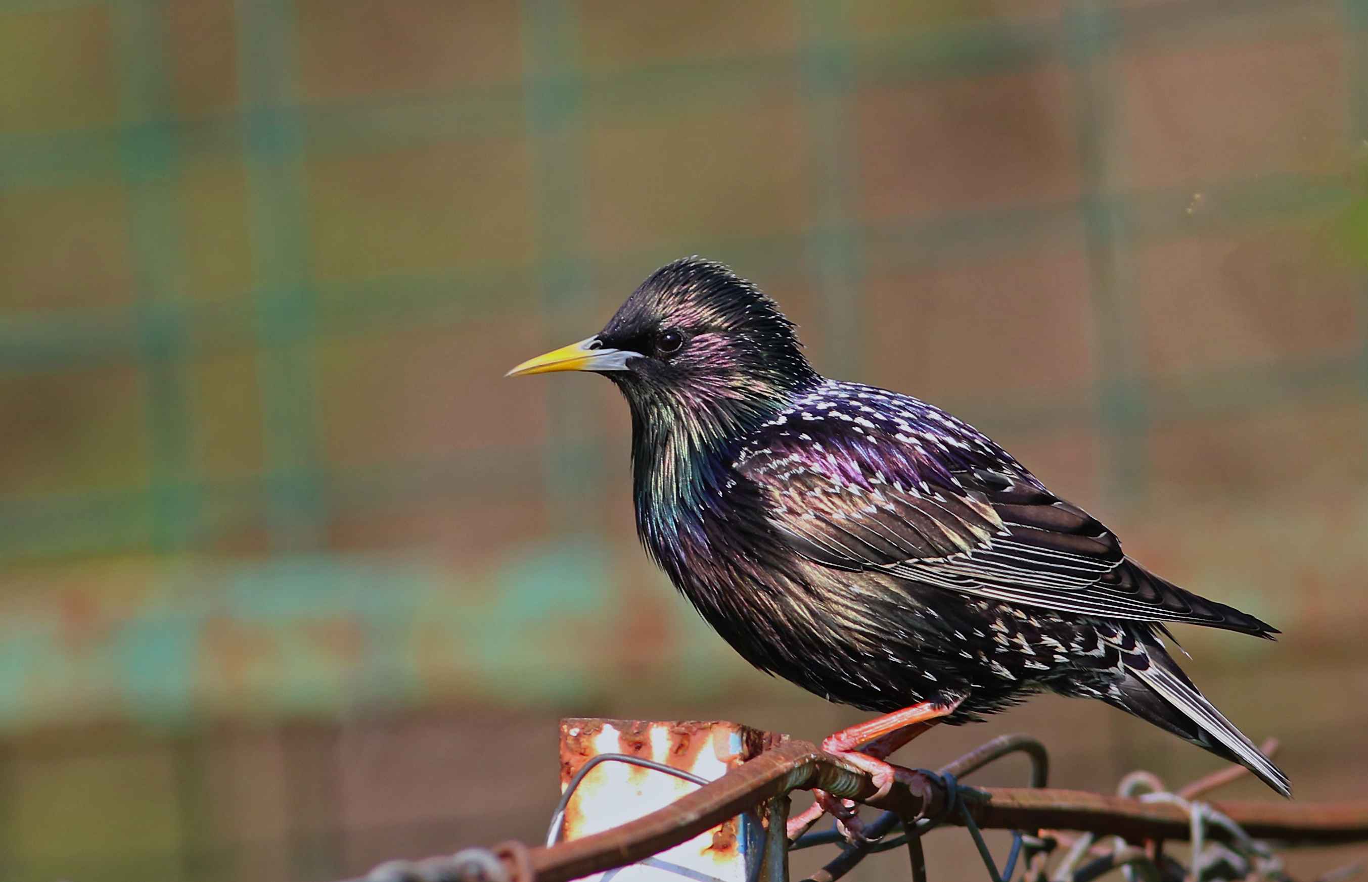 European Starling