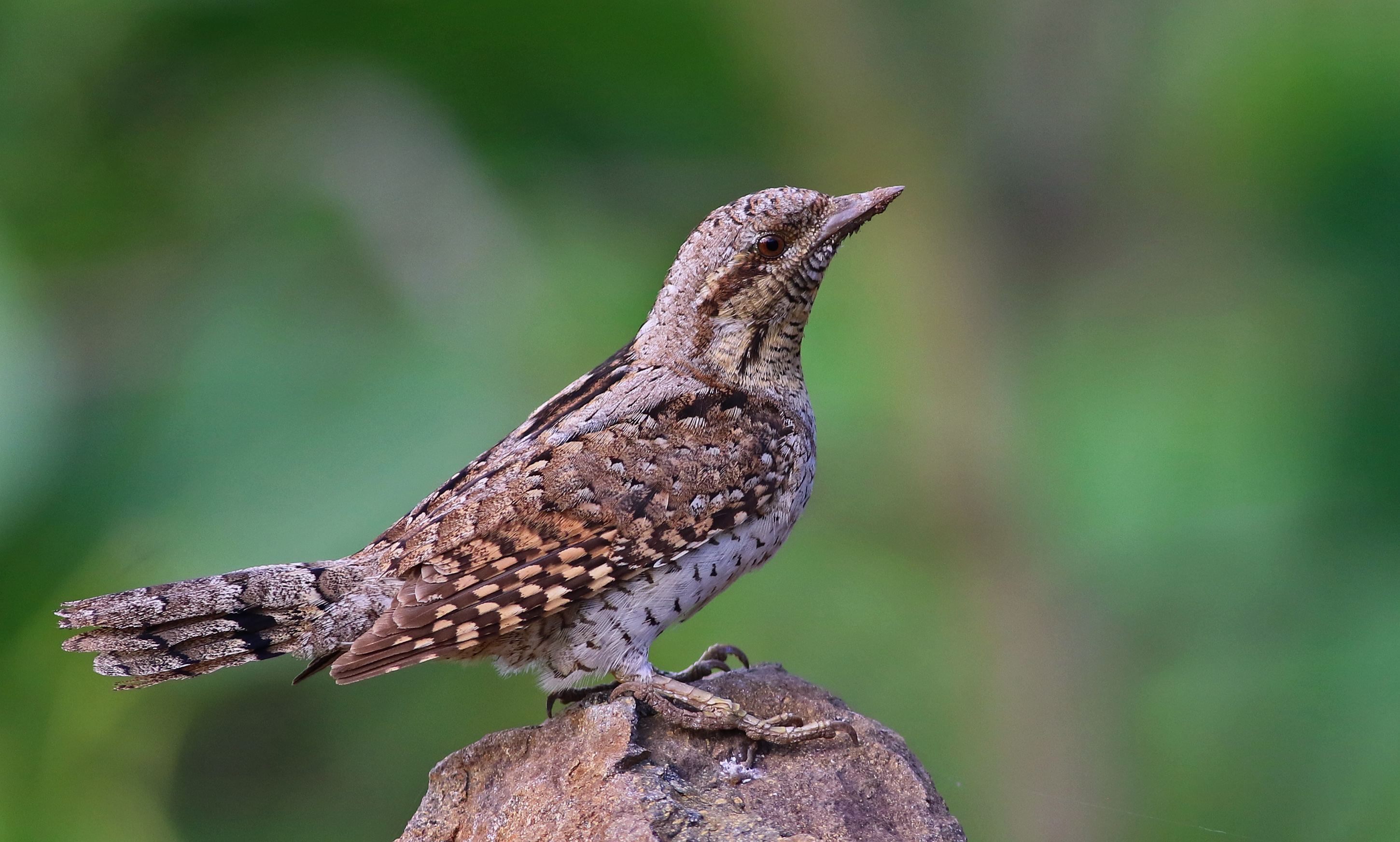 Eurasian Wryneck
