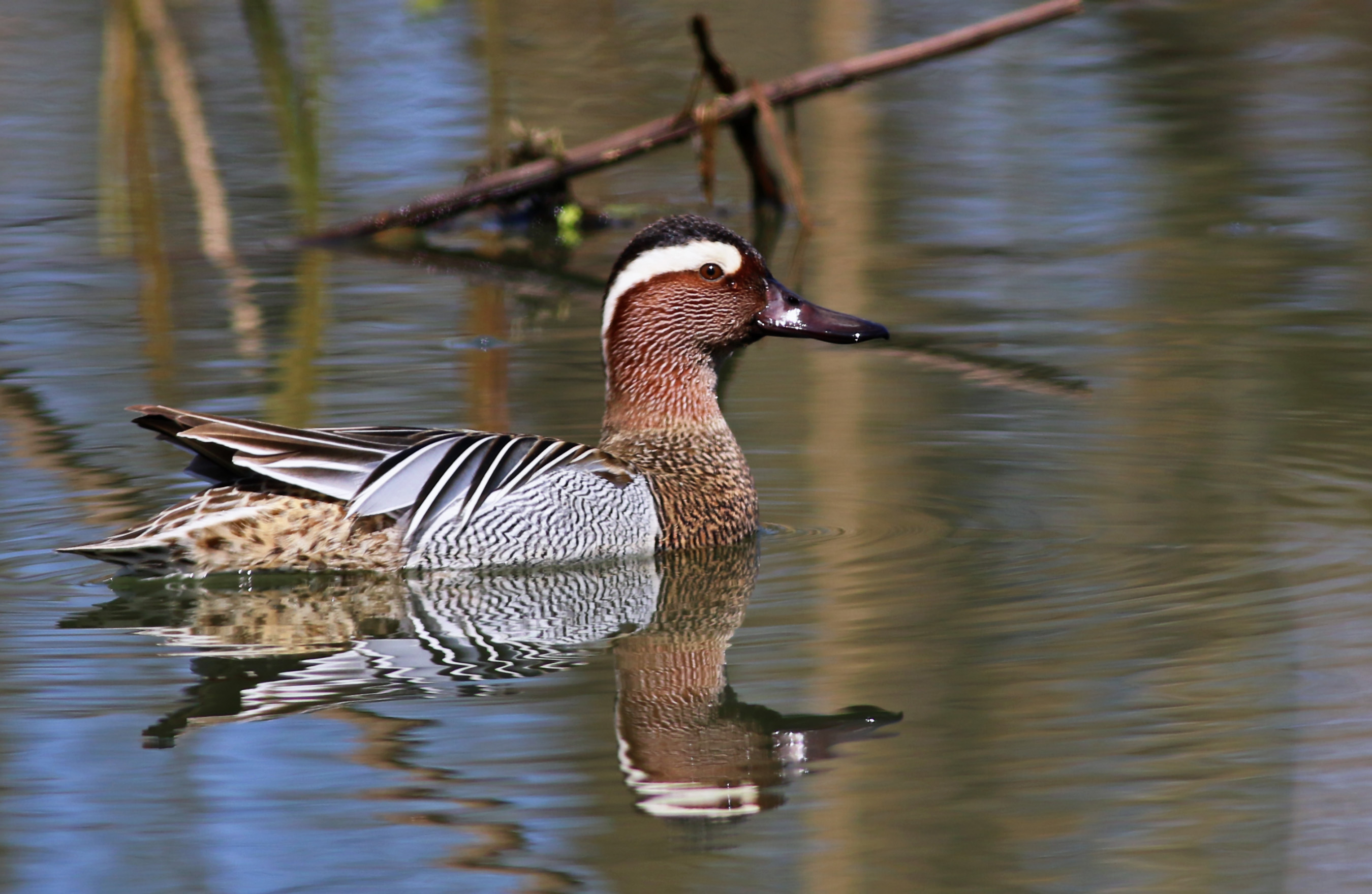 Garganey