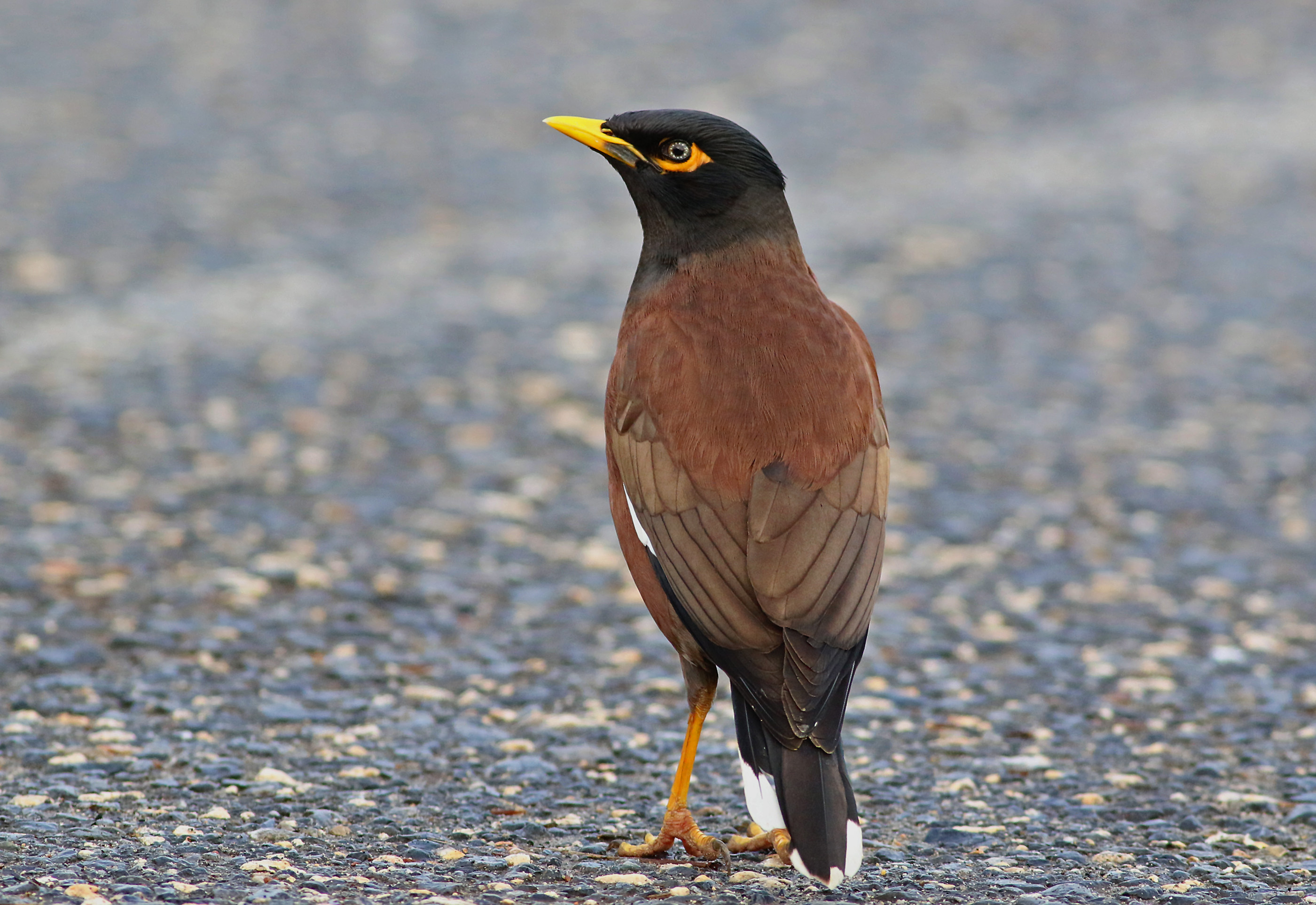 Common Myna