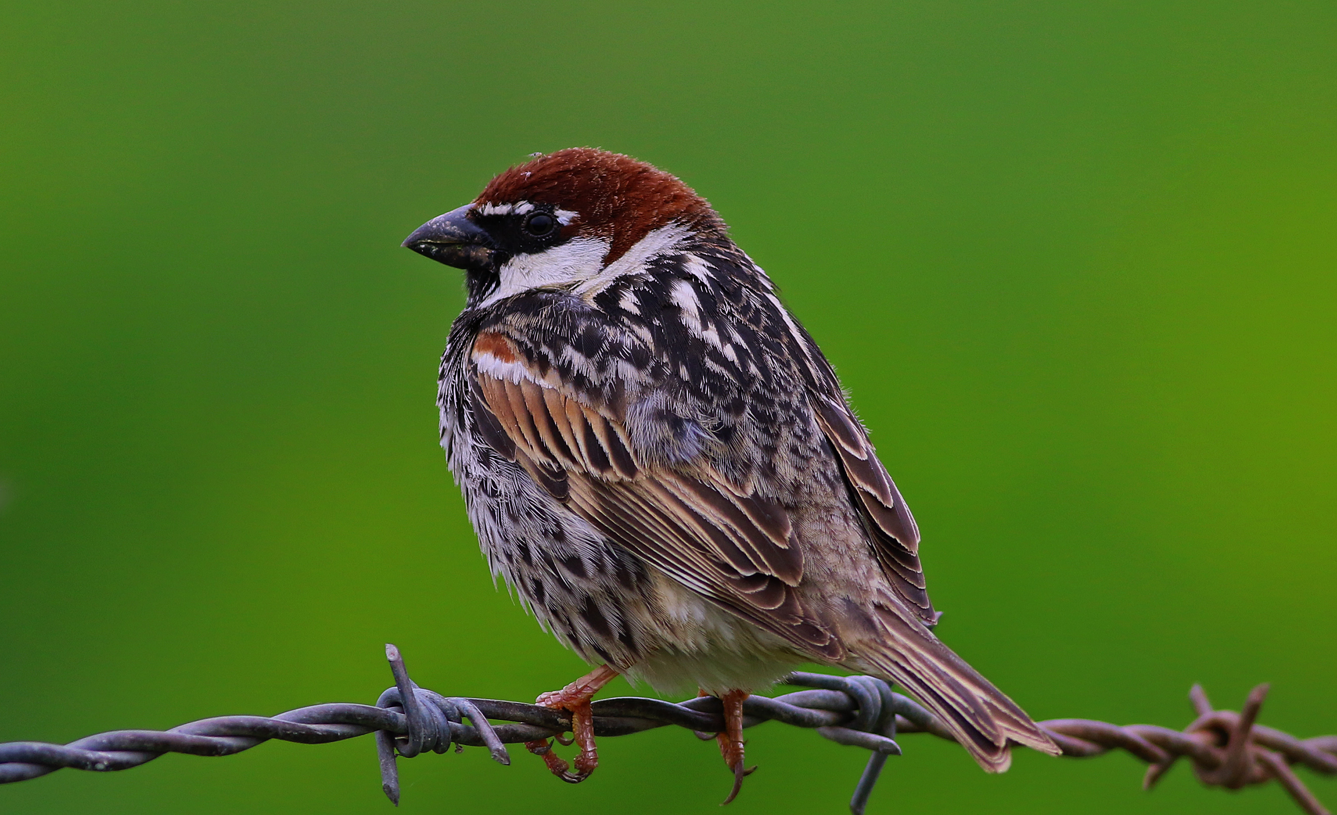 Spanish Sparrow