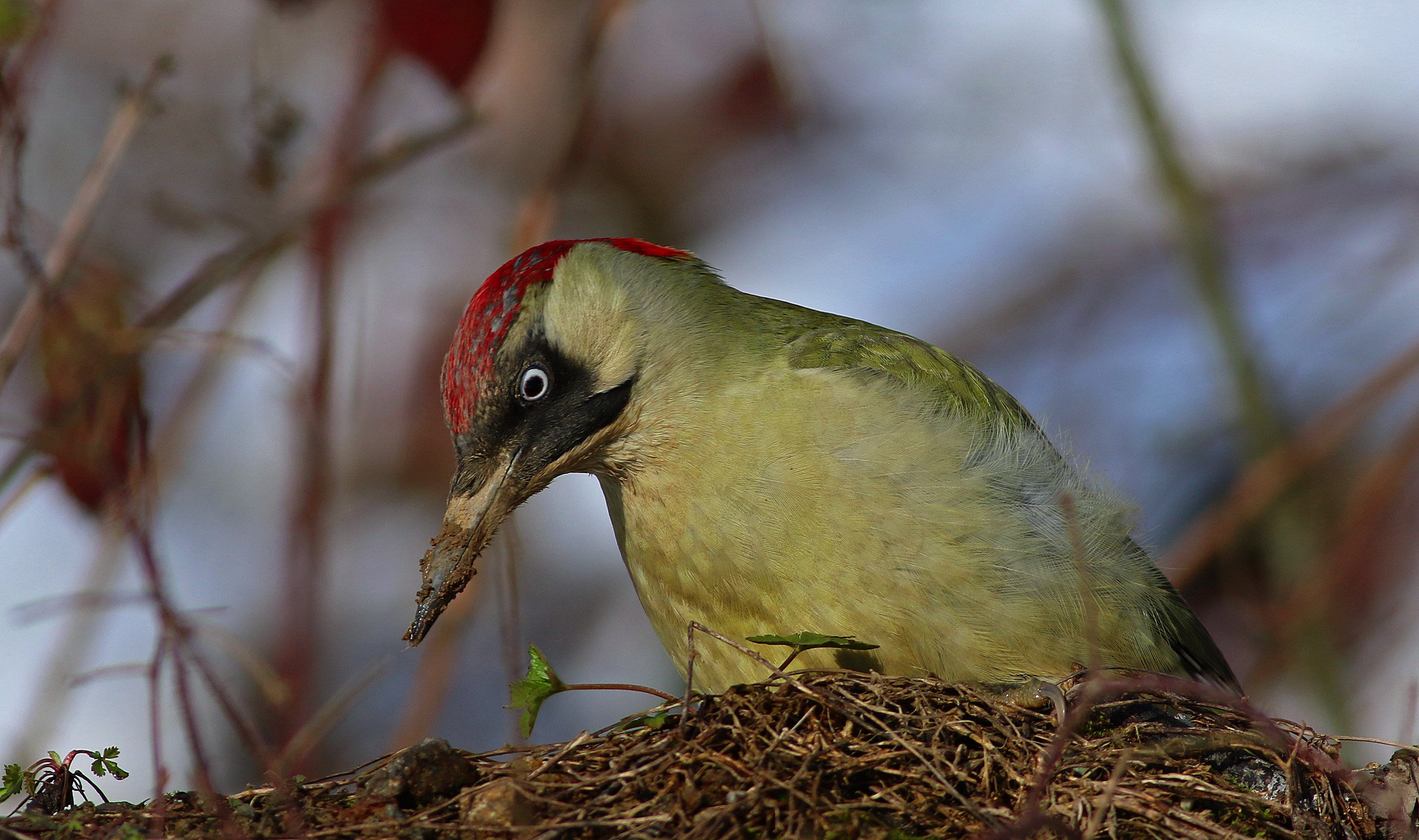 Eurasian Green Woodpecker