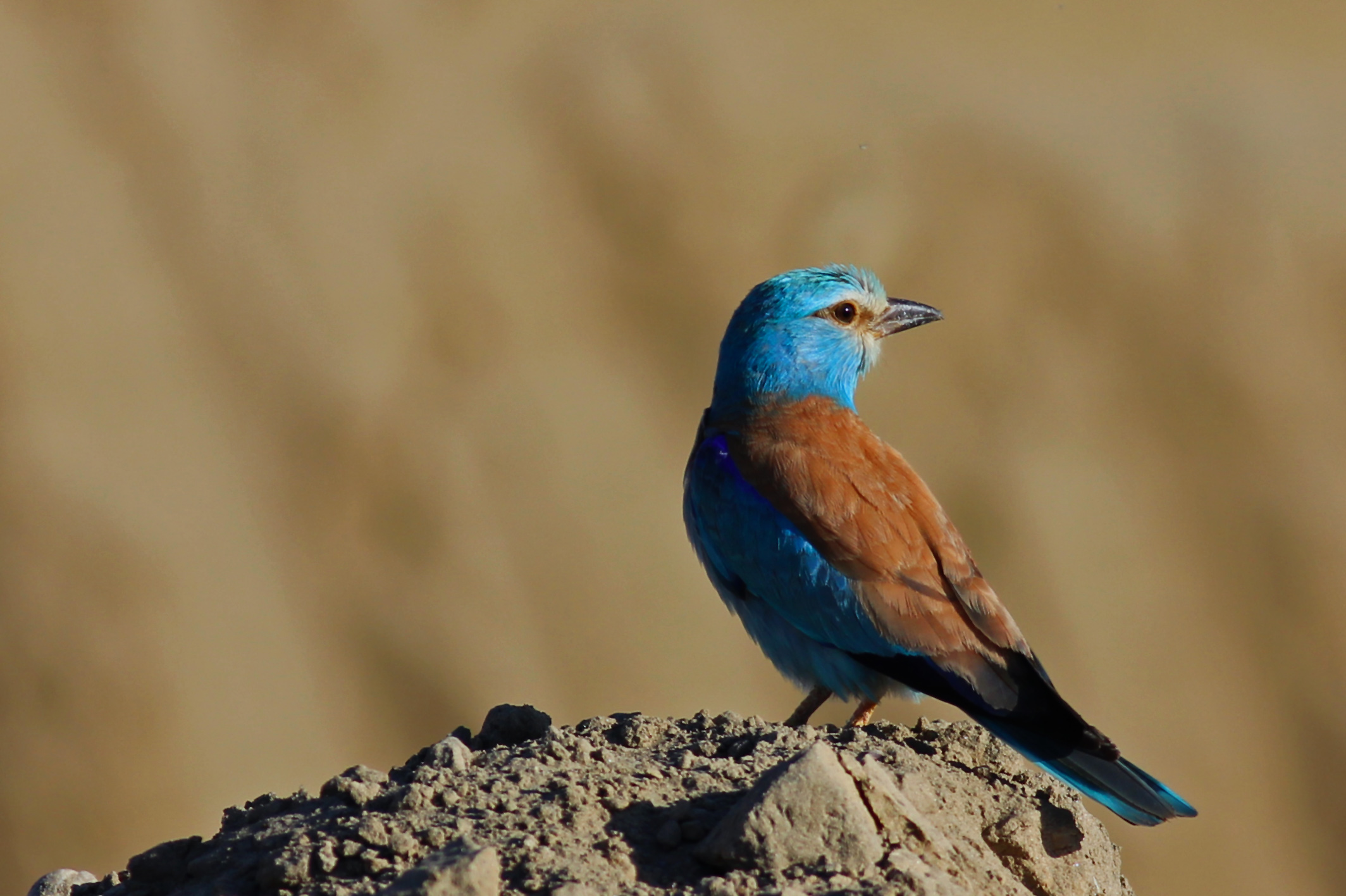 European Roller