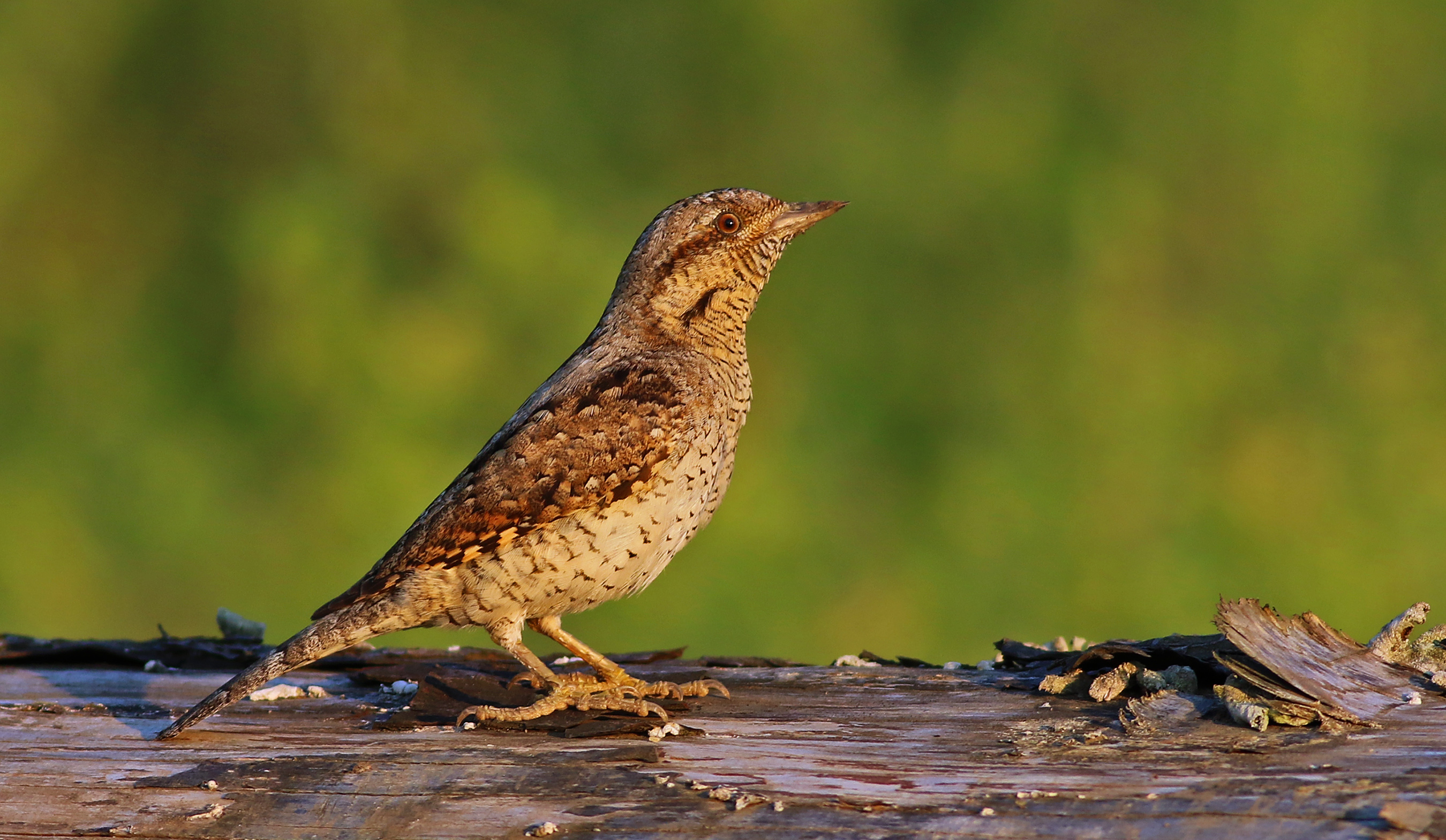 Eurasian Wryneck