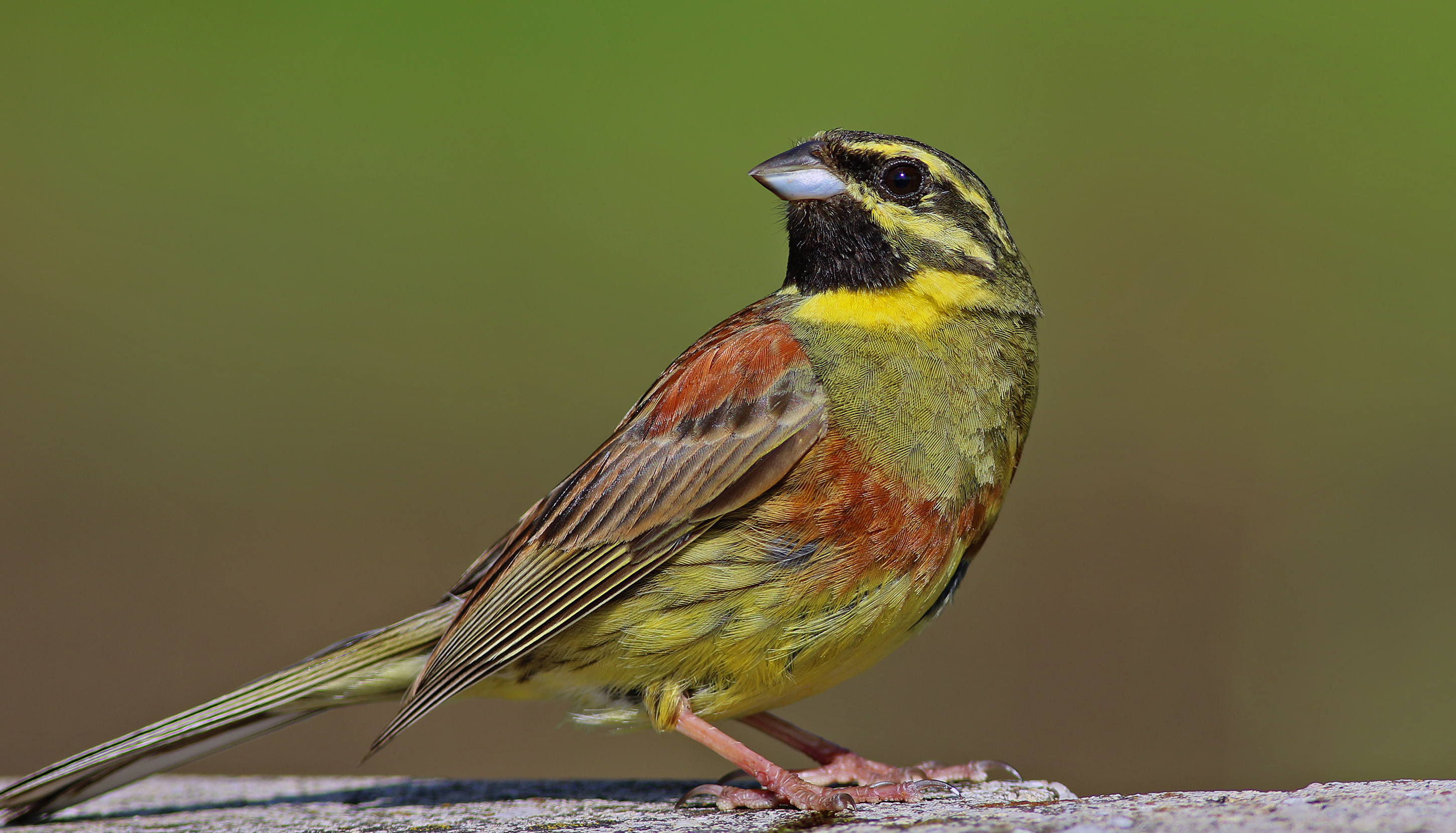 Cirl Bunting