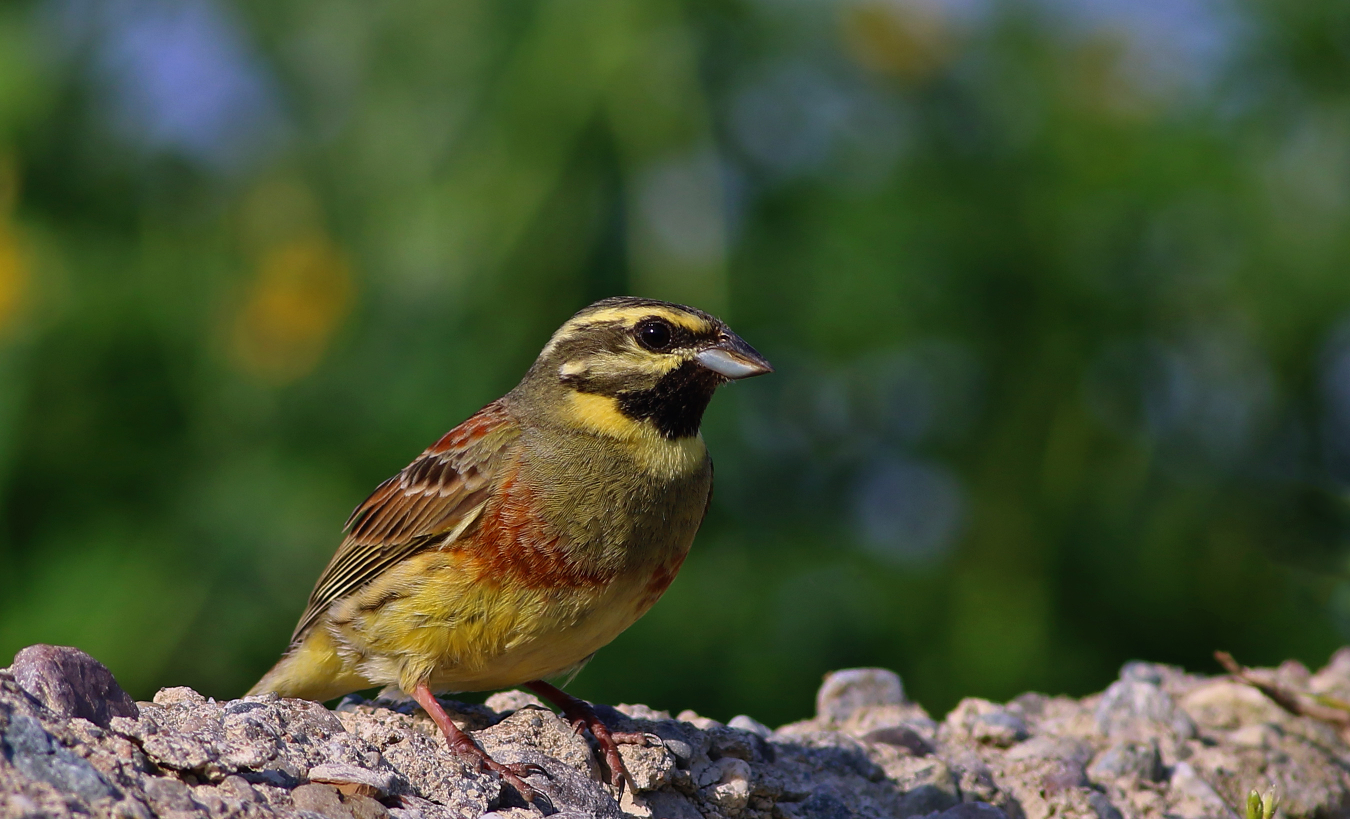 Cirl Bunting