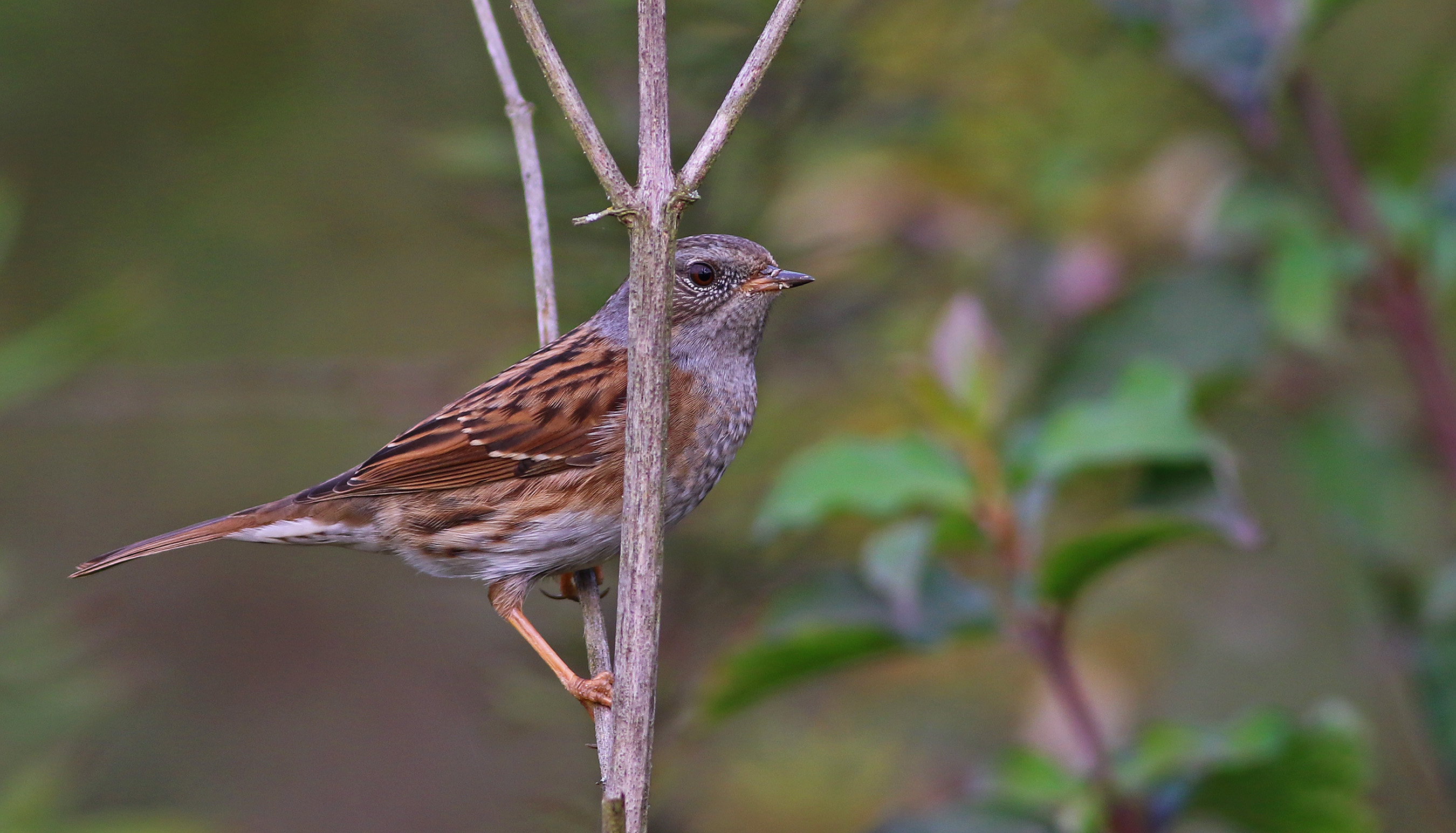 Dunnock