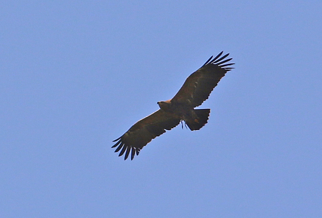 Steppe Eagle