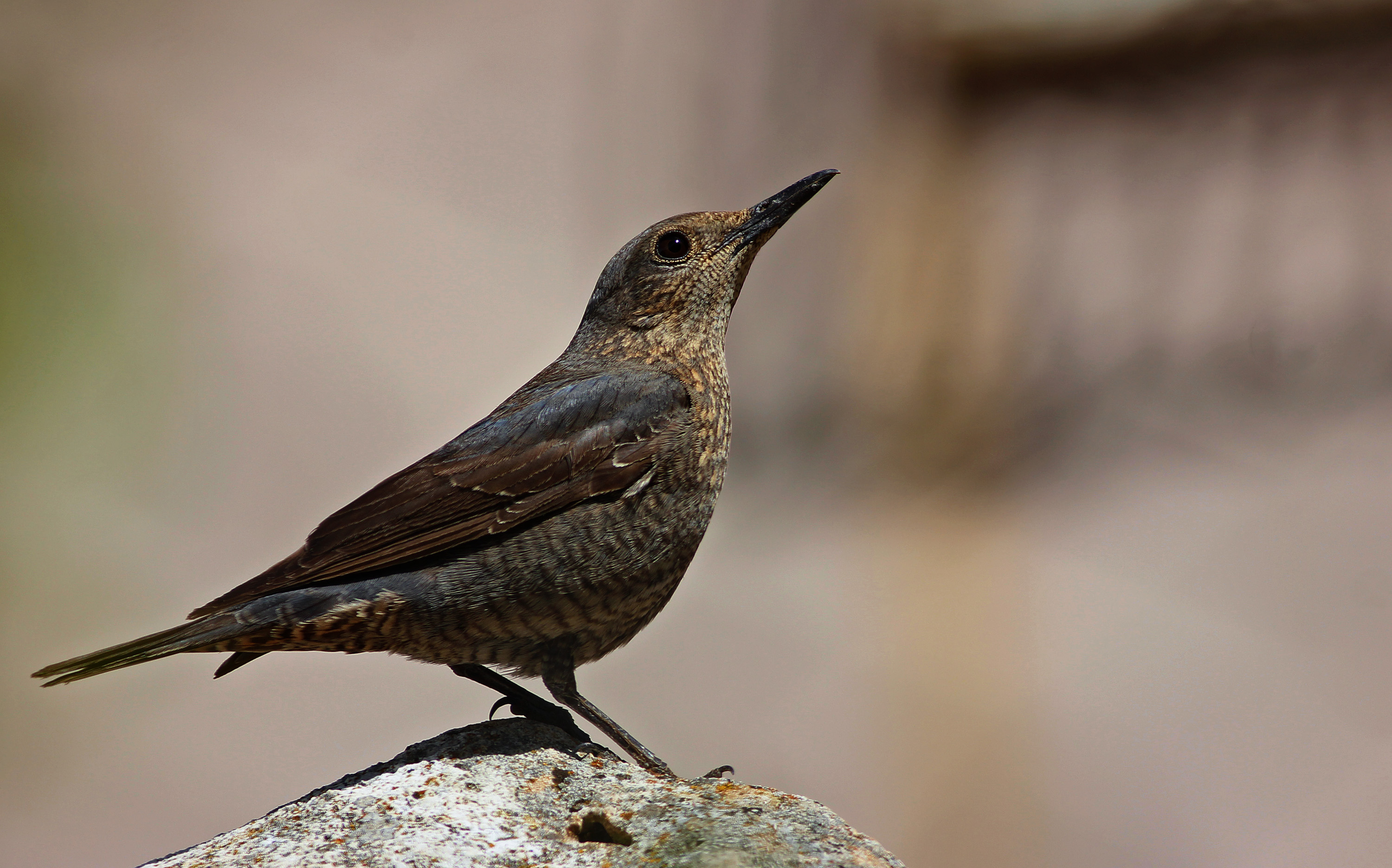 Blue Rock-Thrush
