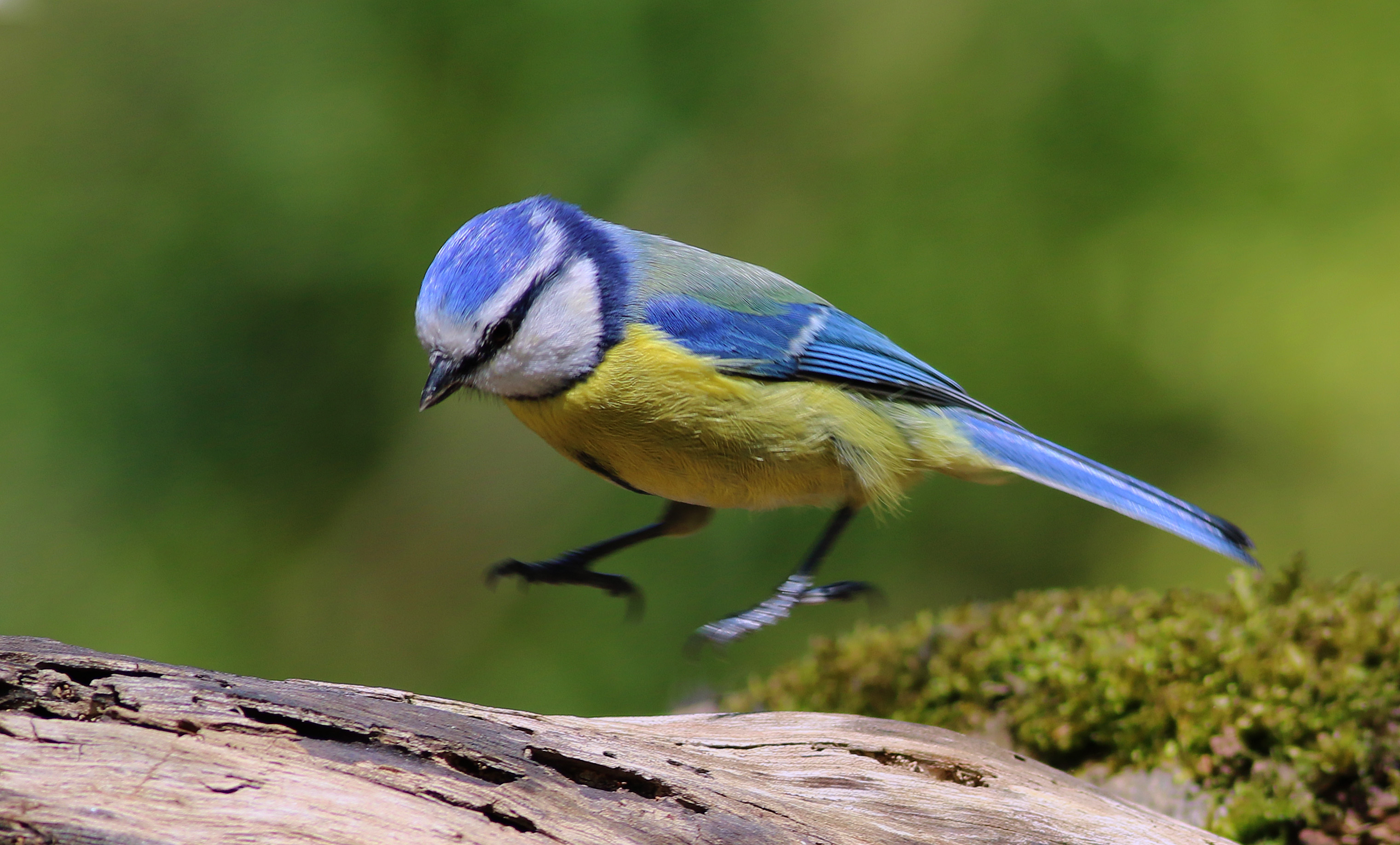 Eurasian Blue Tit