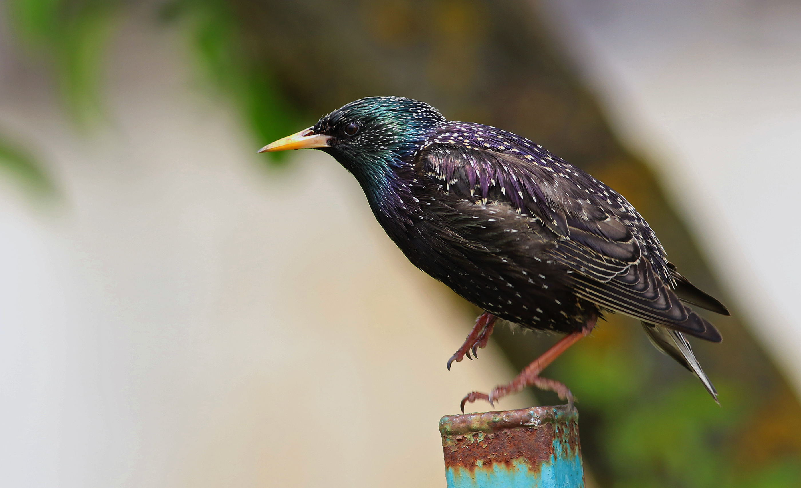European Starling — Ana fotoğraf