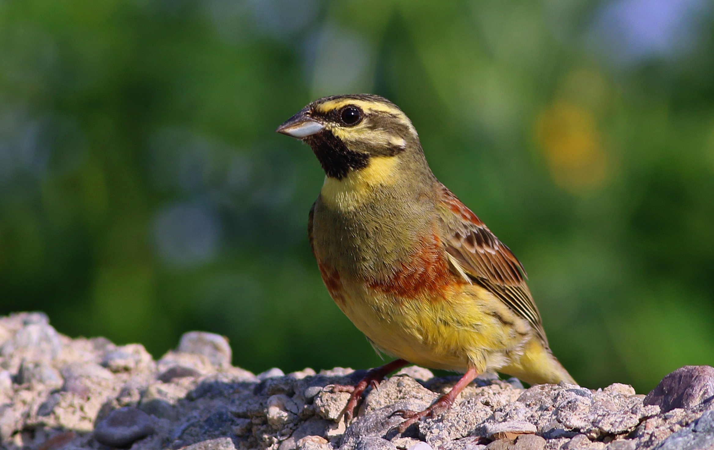 Cirl Bunting