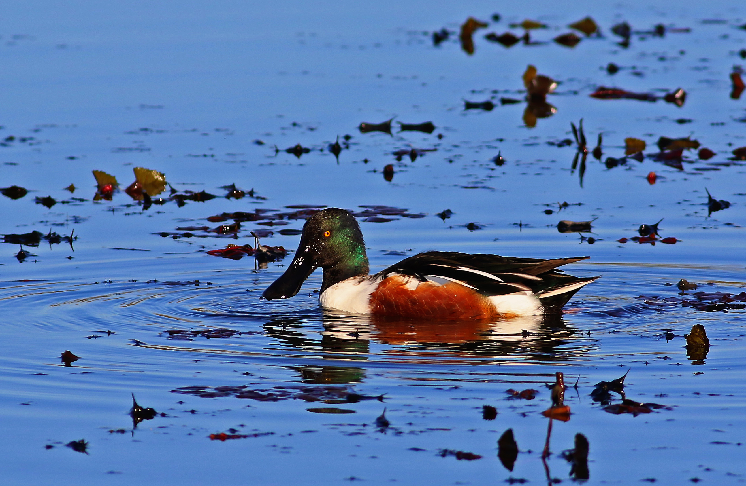 Northern Shoveler