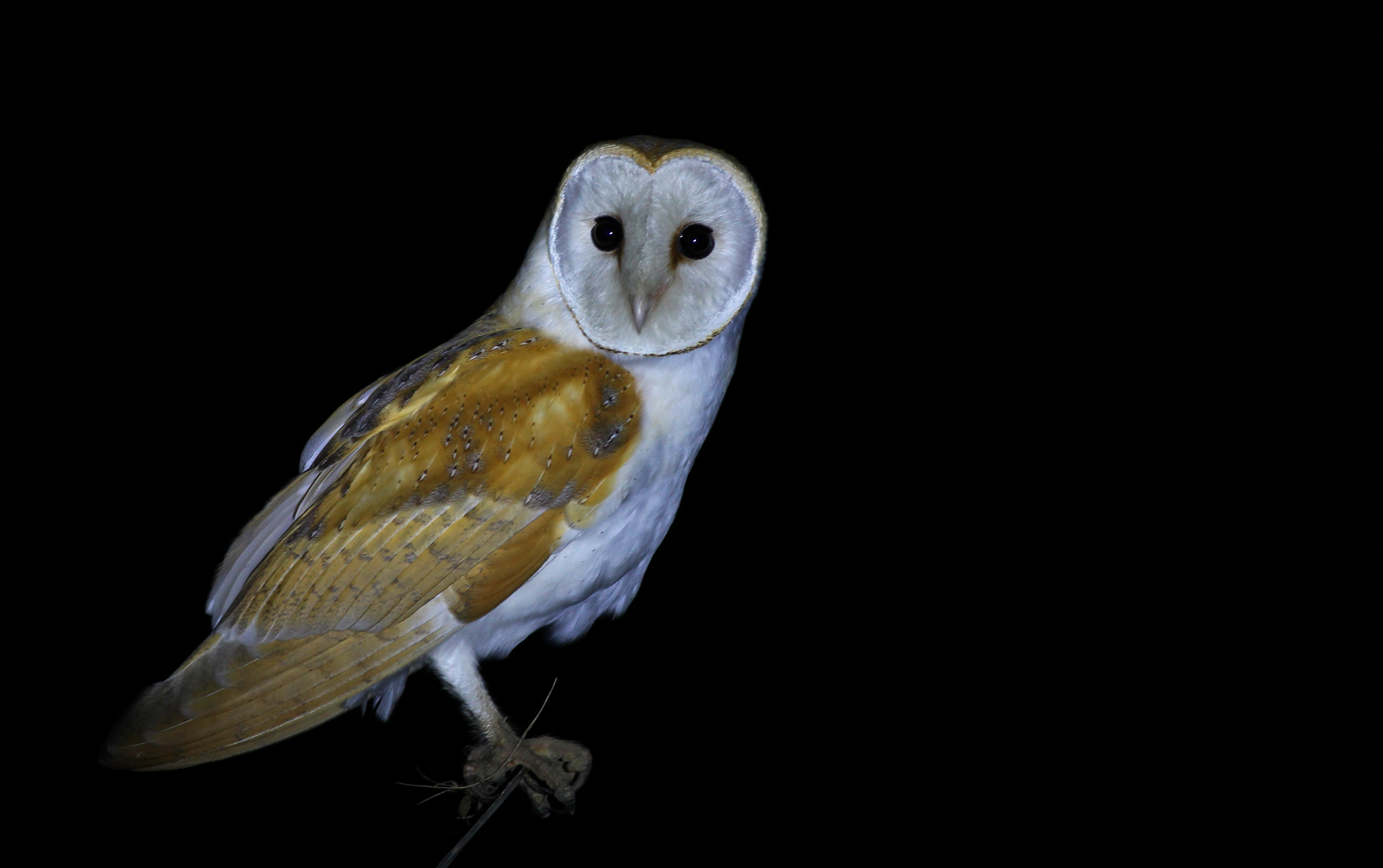 Barn Owl