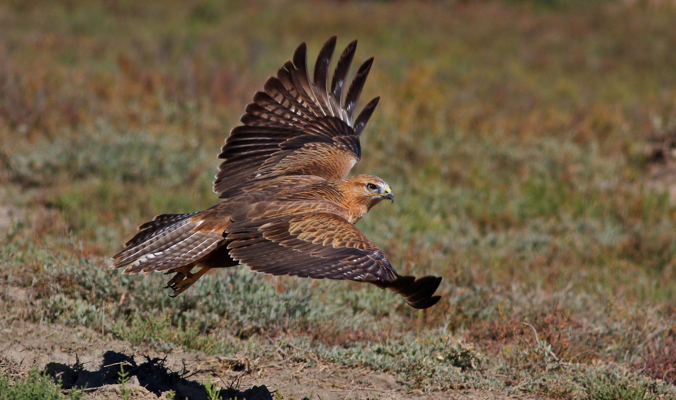 Long-legged Buzzard