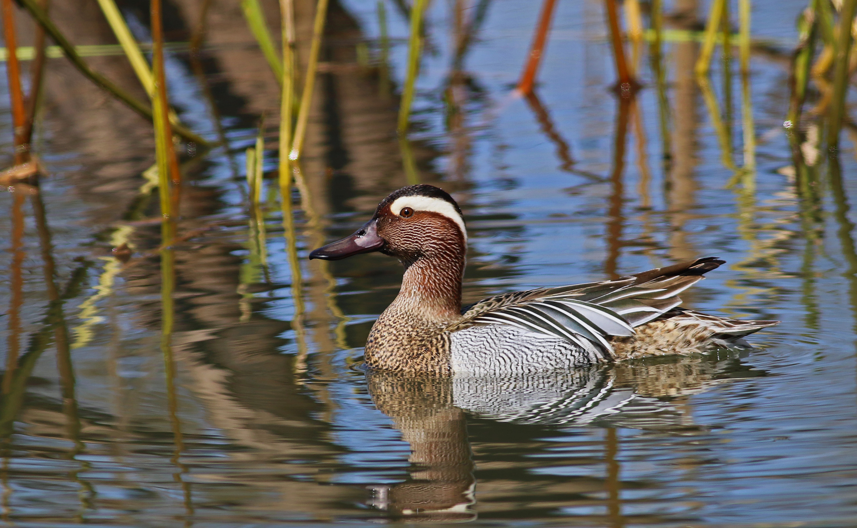 Garganey