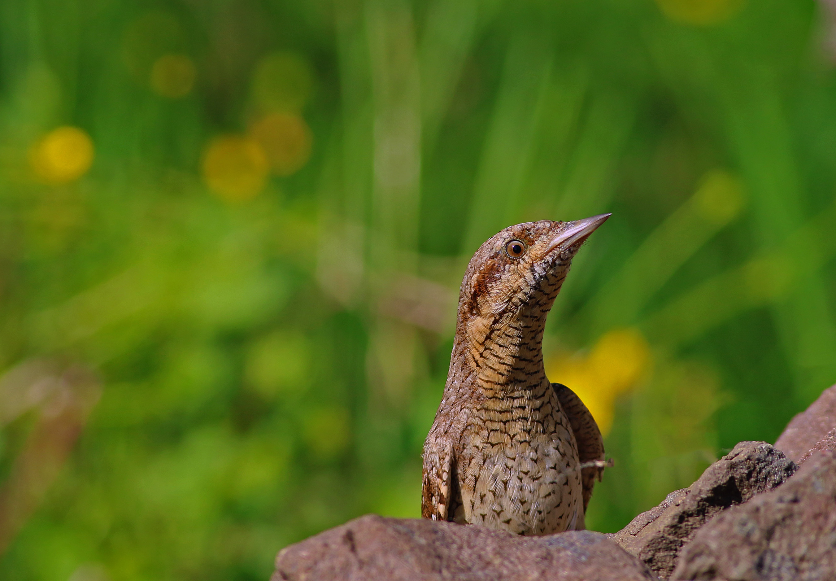 Eurasian Wryneck