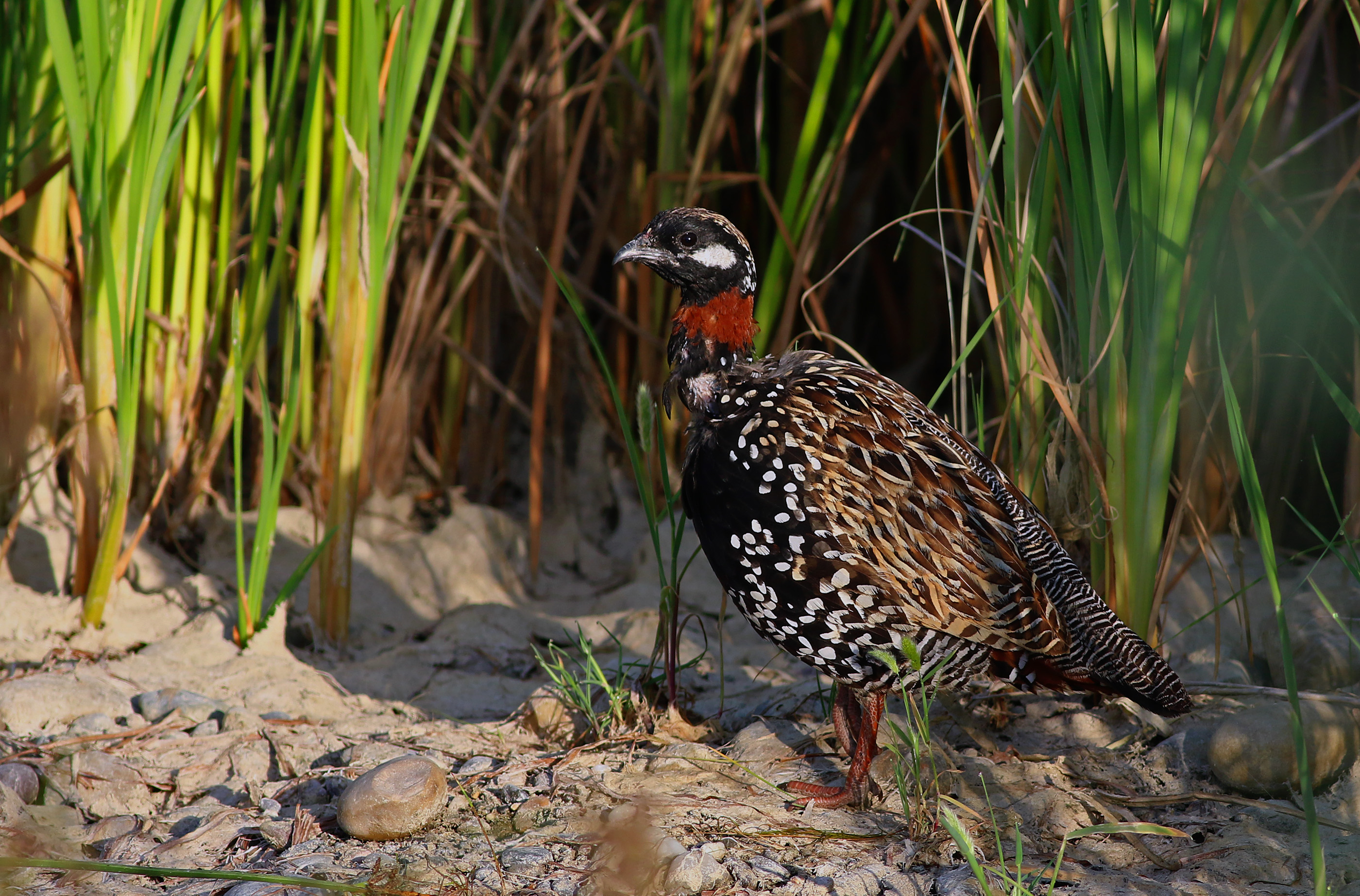 Black Francolin — Ana fotoğraf