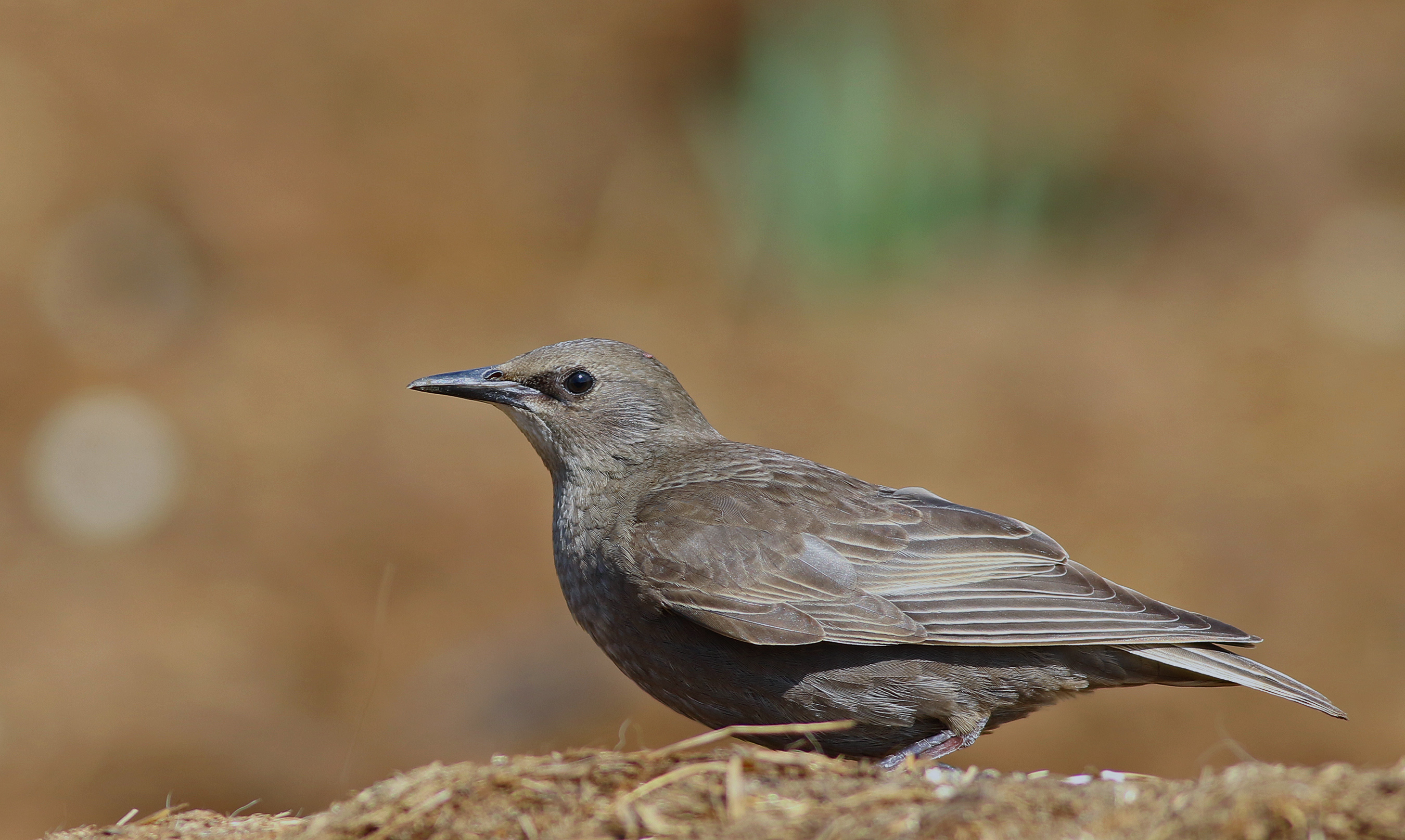 European Starling — Ana fotoğraf