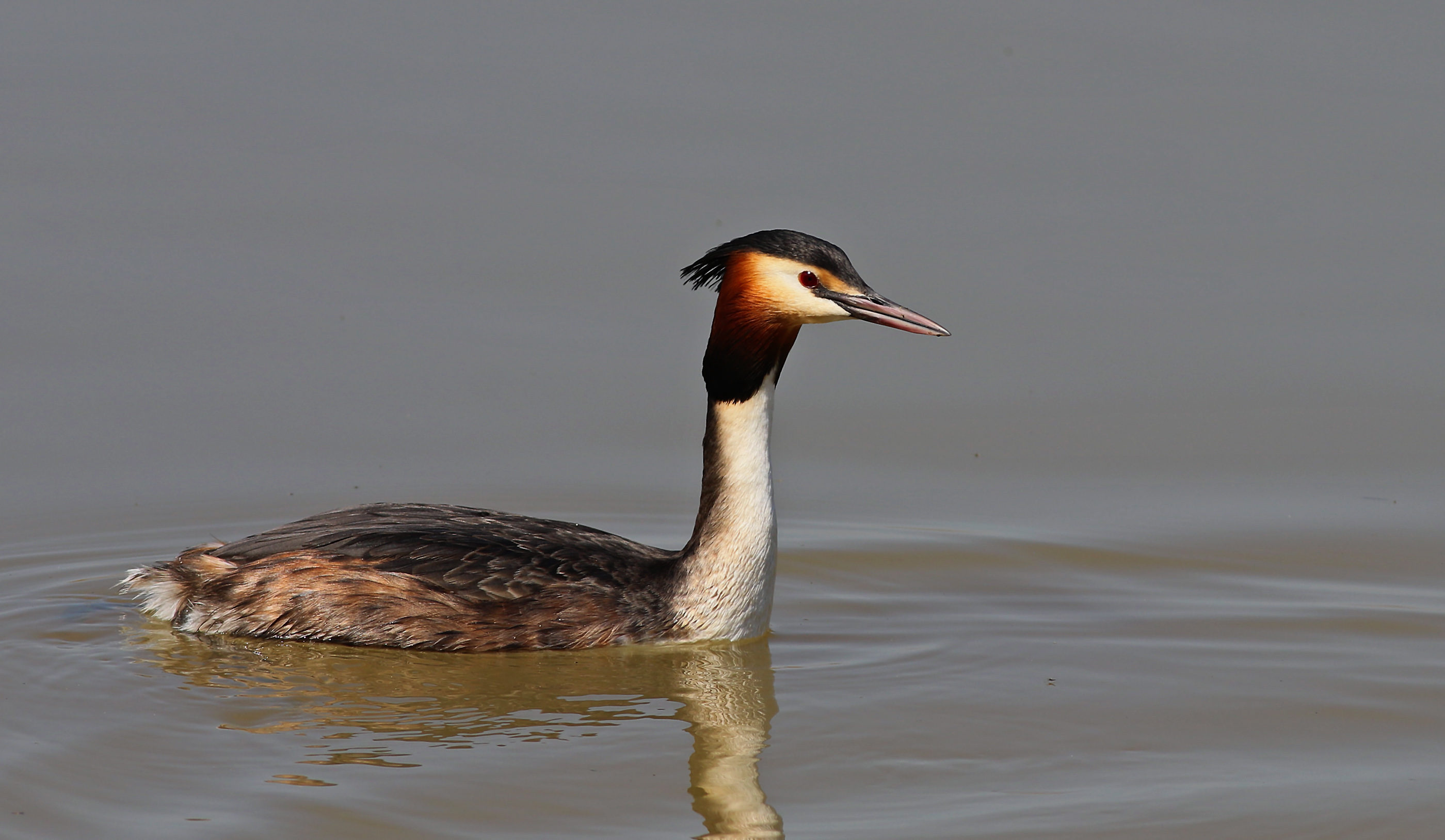 Great Crested Grebe