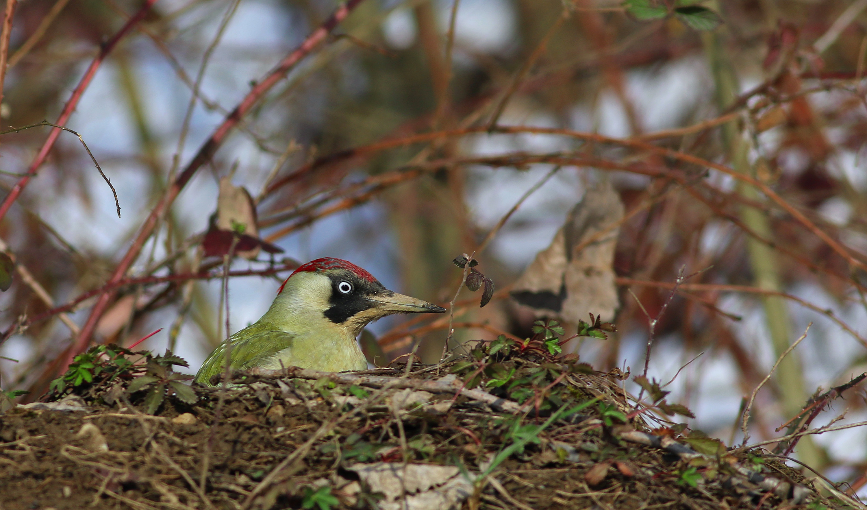 Eurasian Green Woodpecker