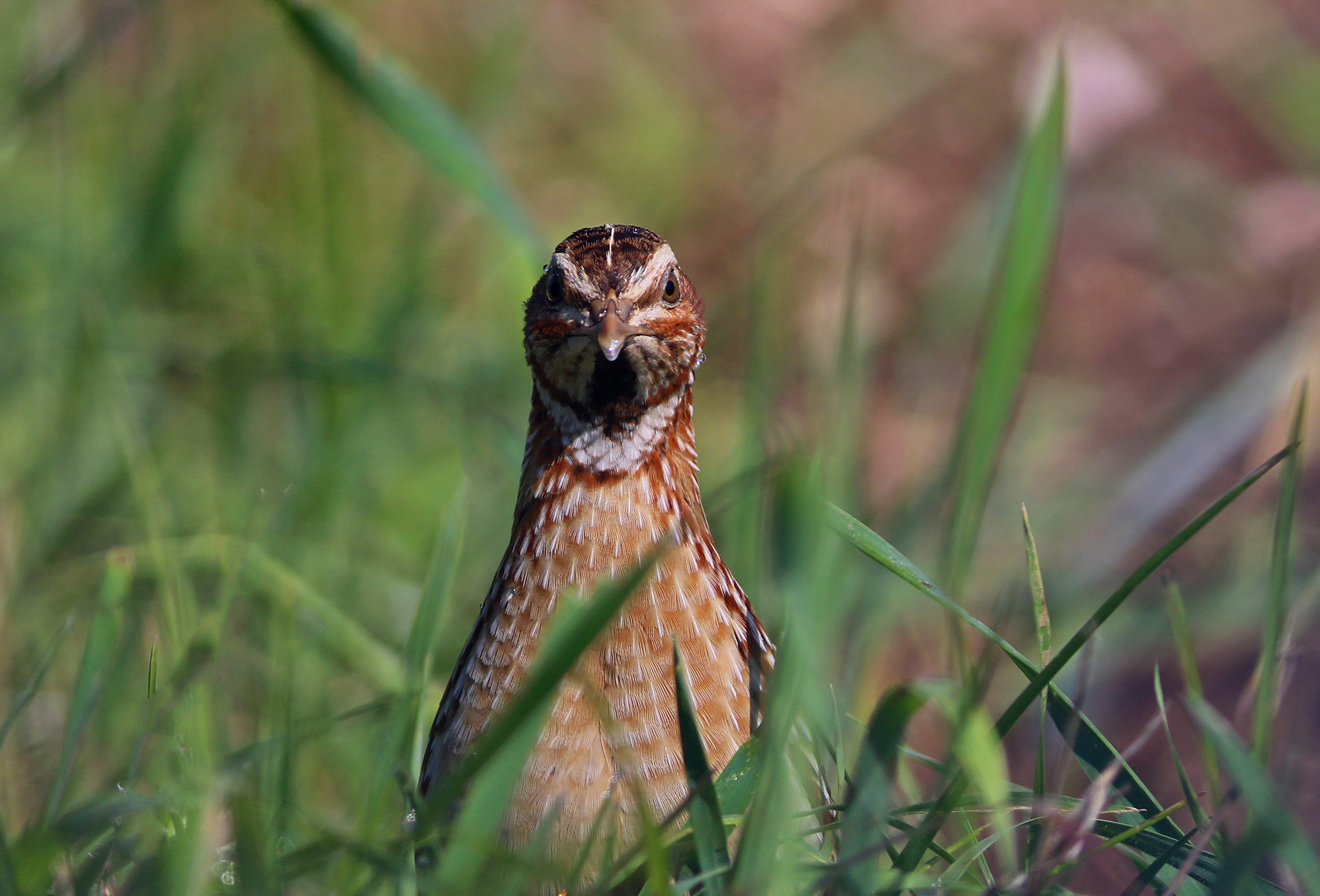 Common Quail