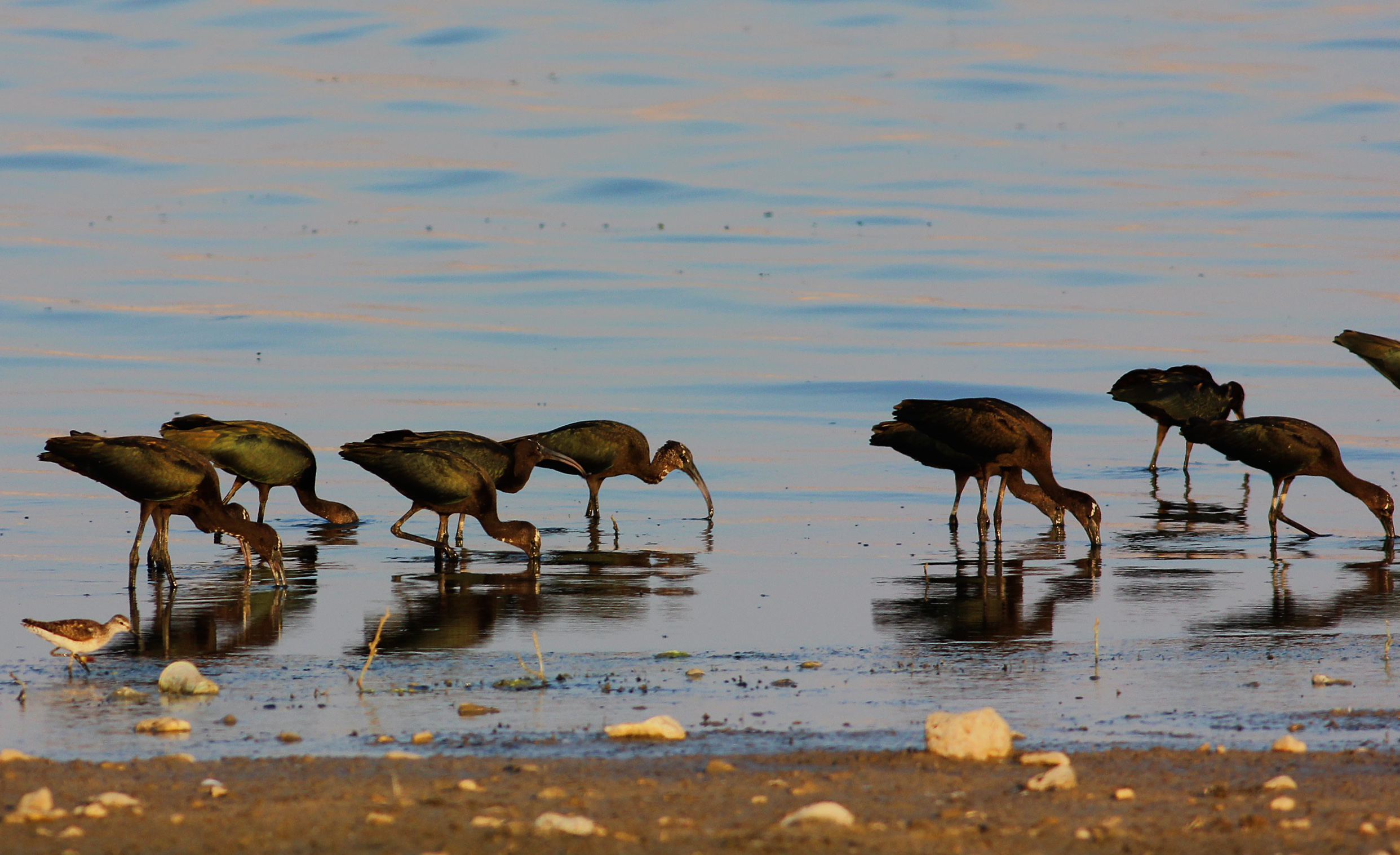 Glossy Ibis — Ana fotoğraf