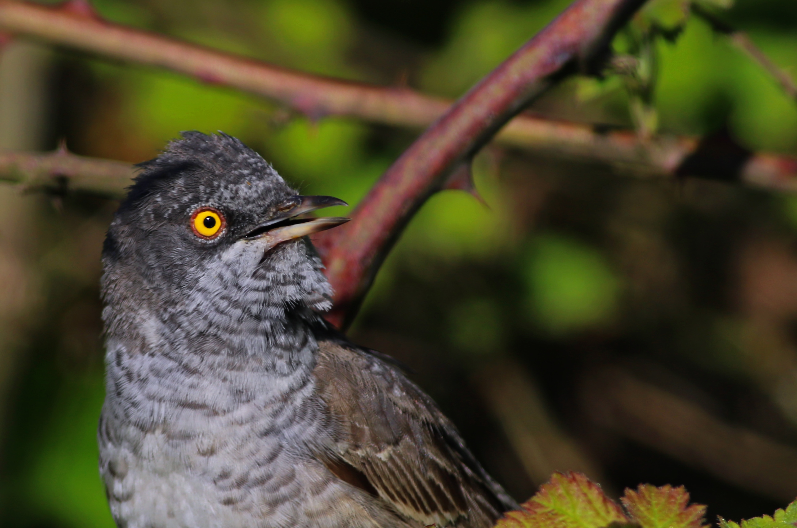 Barred Warbler — Ana fotoğraf